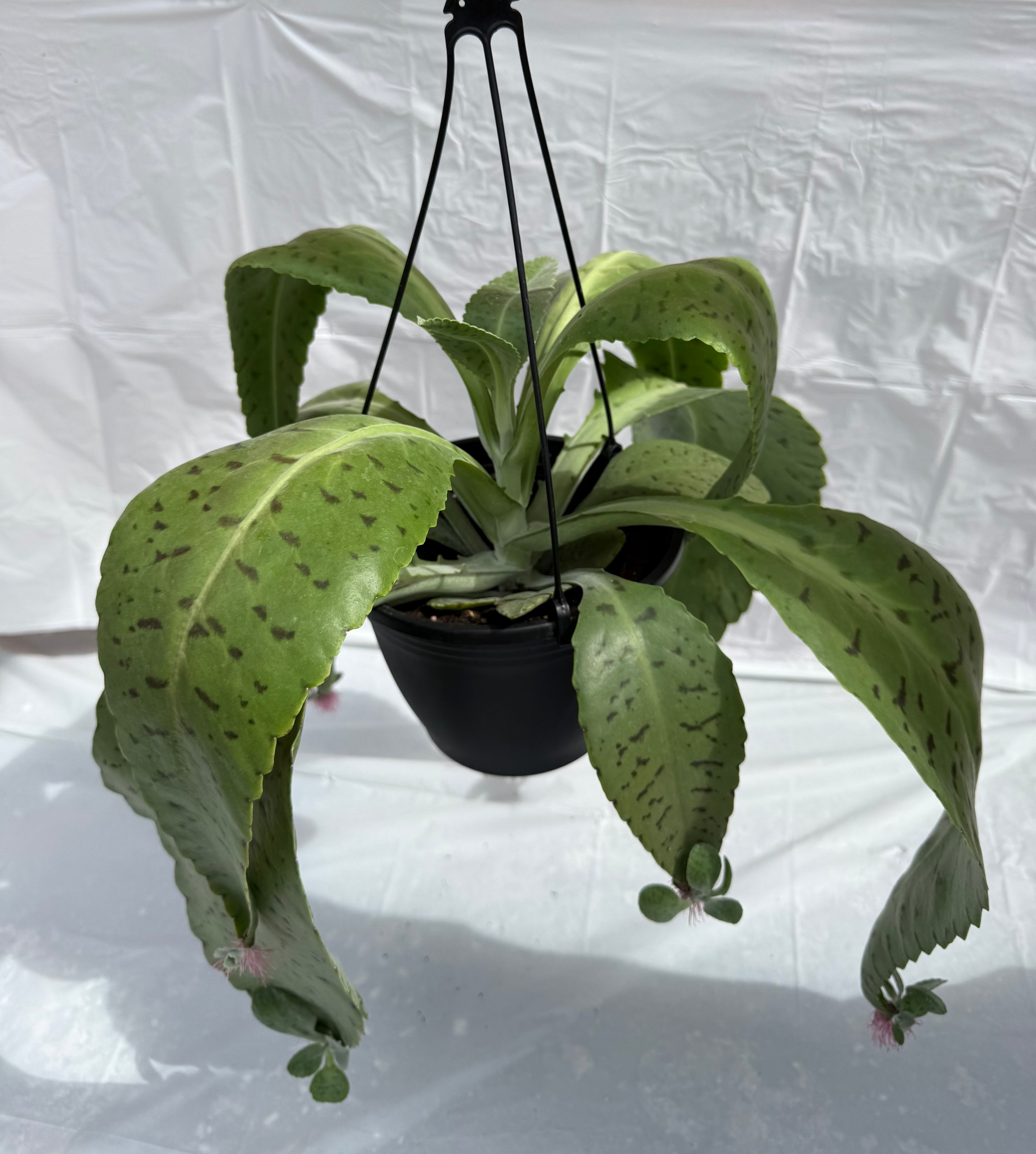 8”Succulent Kalanchoe Donkey Ears