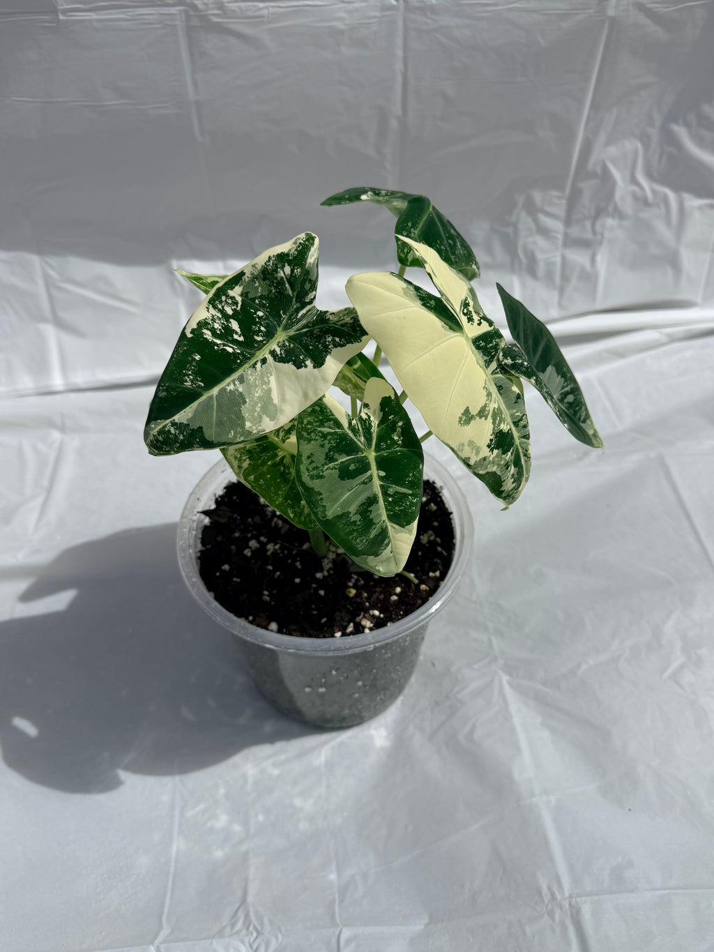 6” Alocasia Frydek Varigated