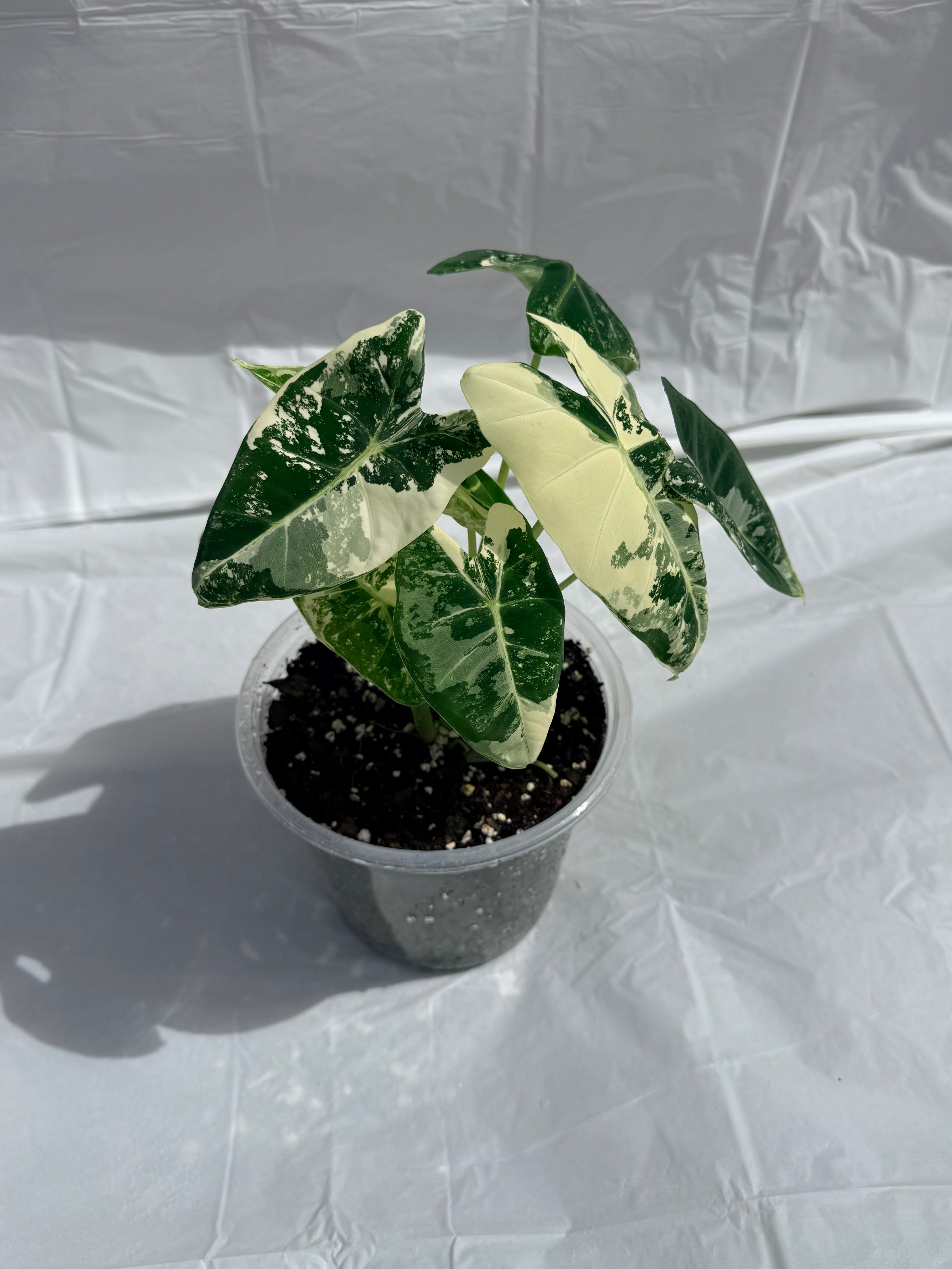 6” Alocasia Frydek Varigated
