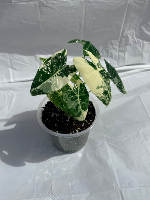 6” Alocasia Frydek Varigated