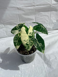 6” Alocasia Frydek Varigated