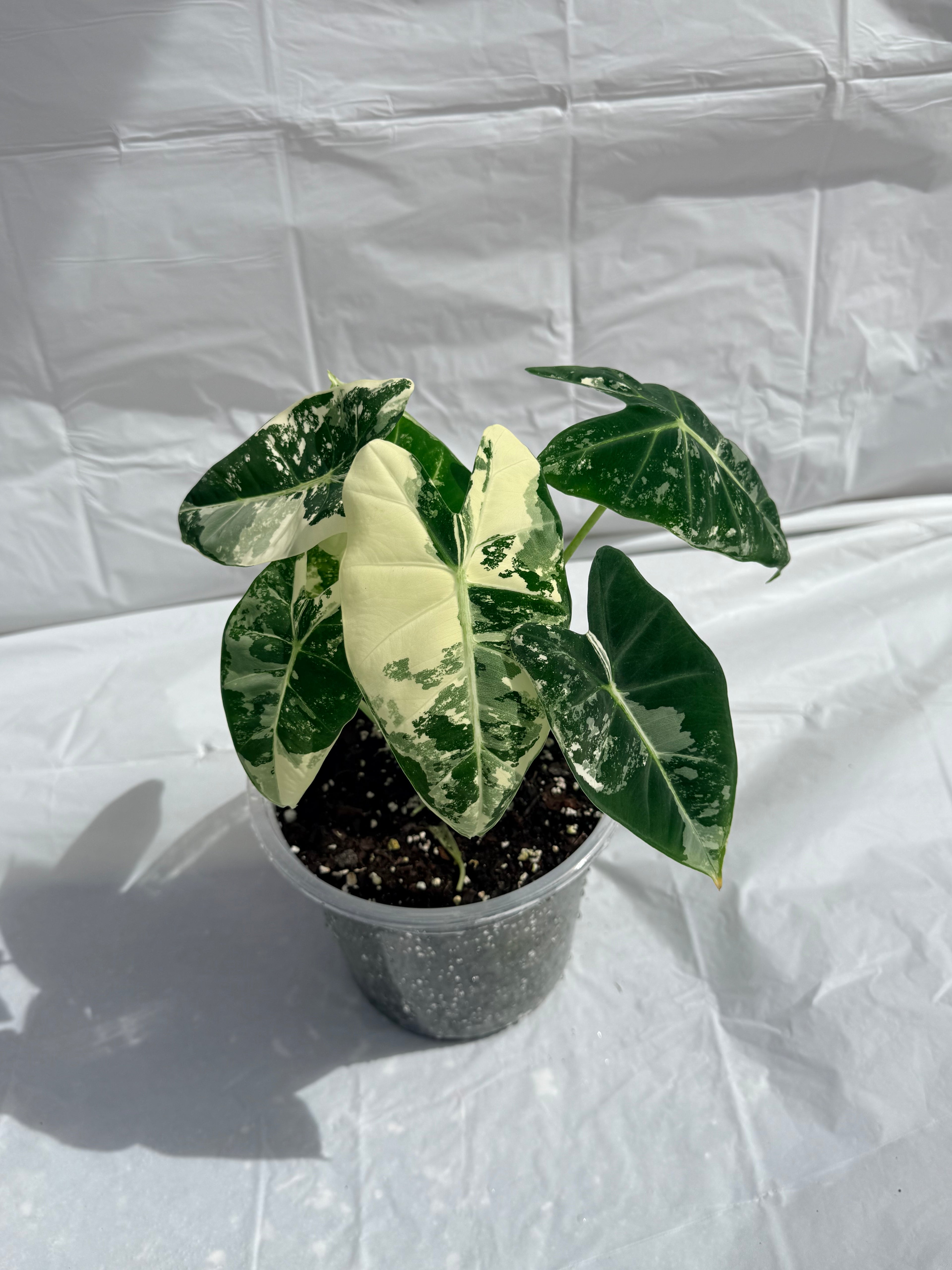 6” Alocasia Frydek Varigated