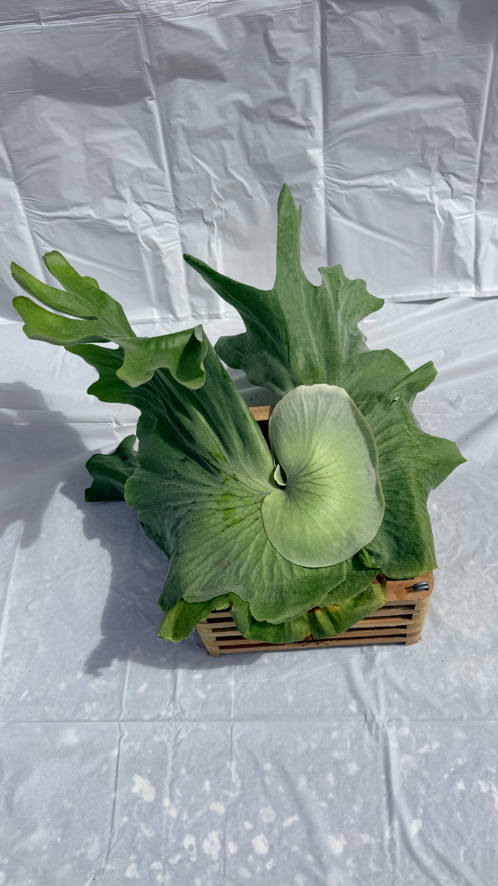 8” Platycerium Staghorn Grande Crate