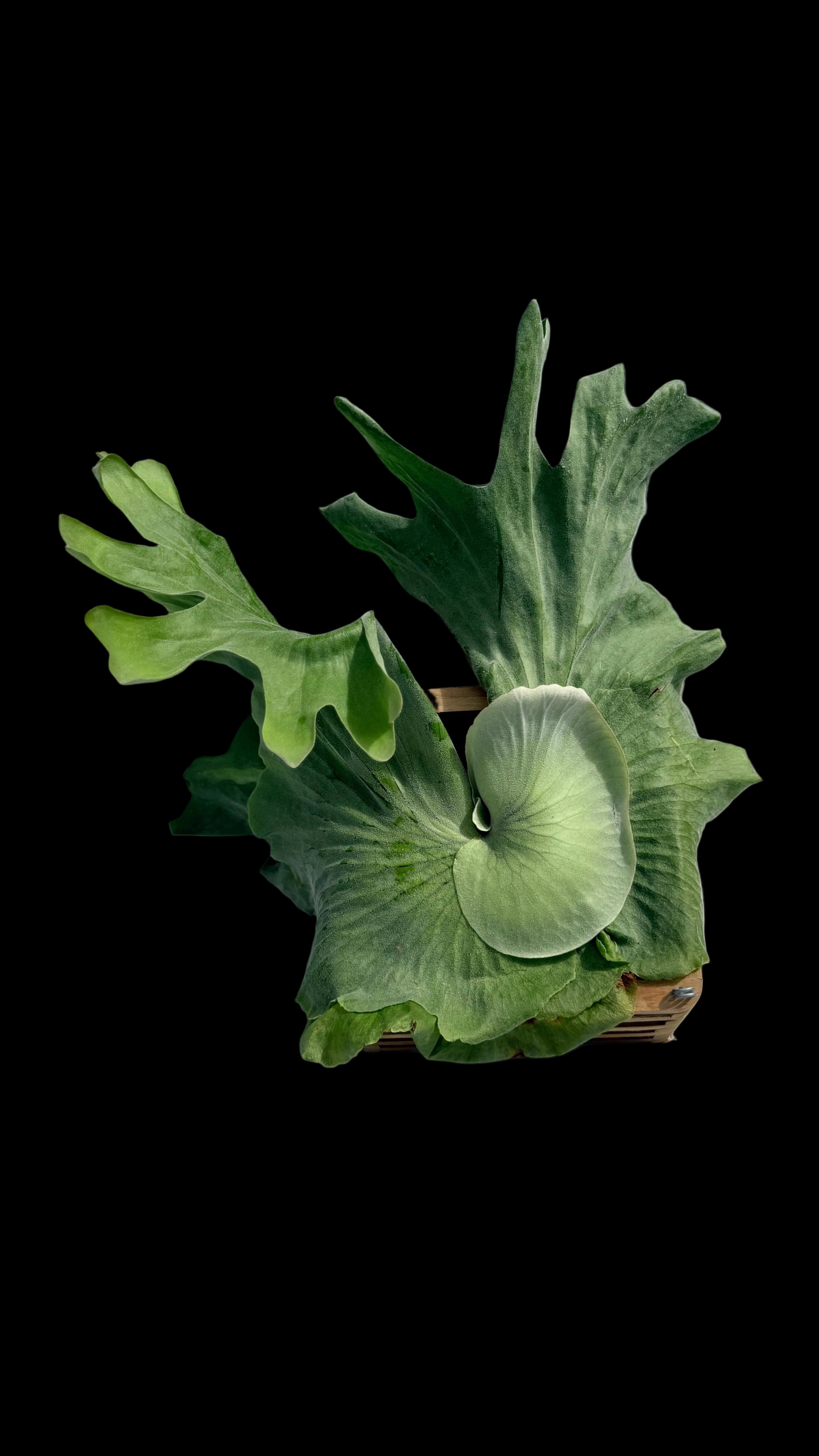 8” Platycerium Staghorn Grande Crate