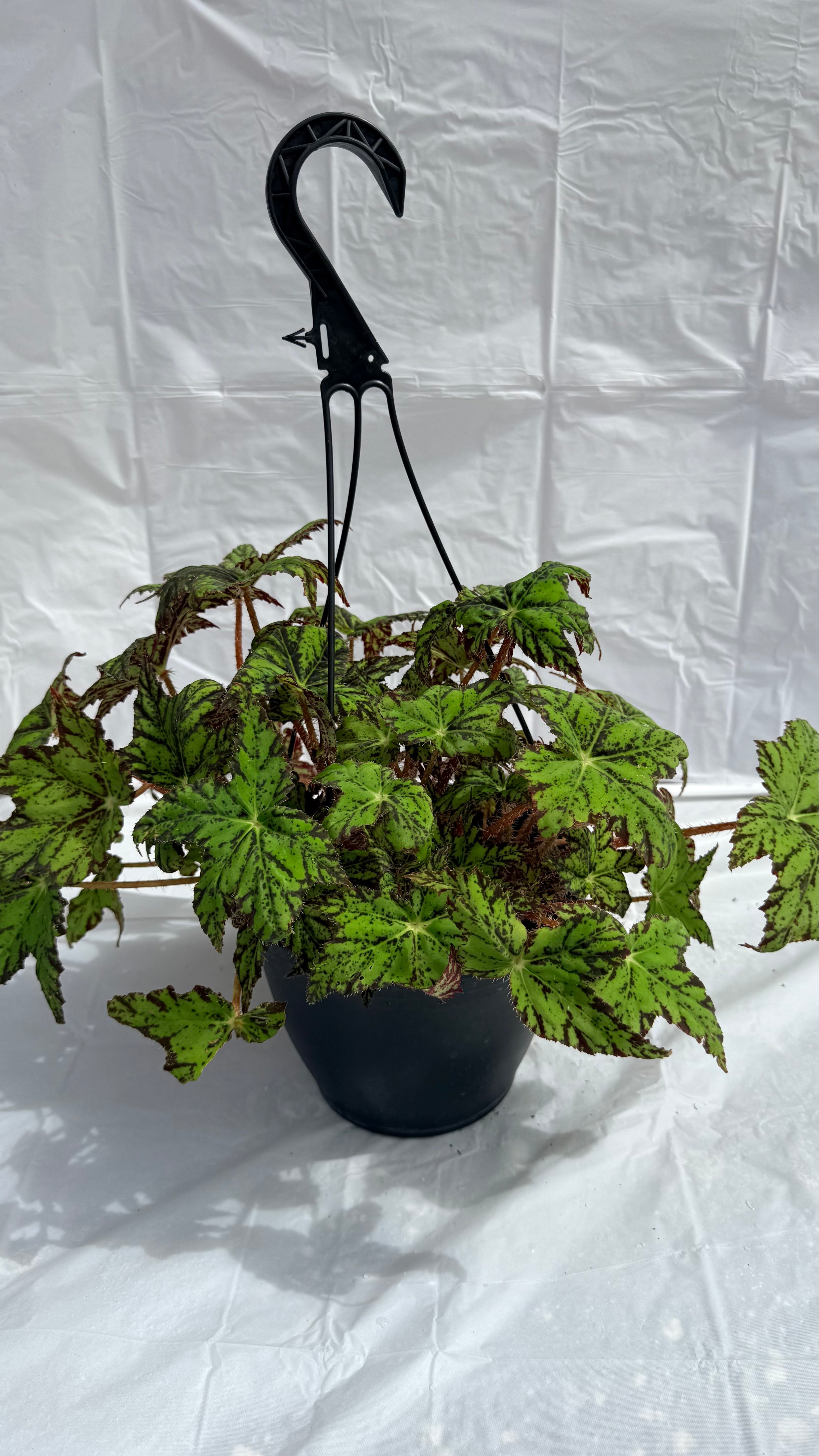 8” Begonia Geometry H/B
