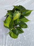 4” Philodendron Brazil