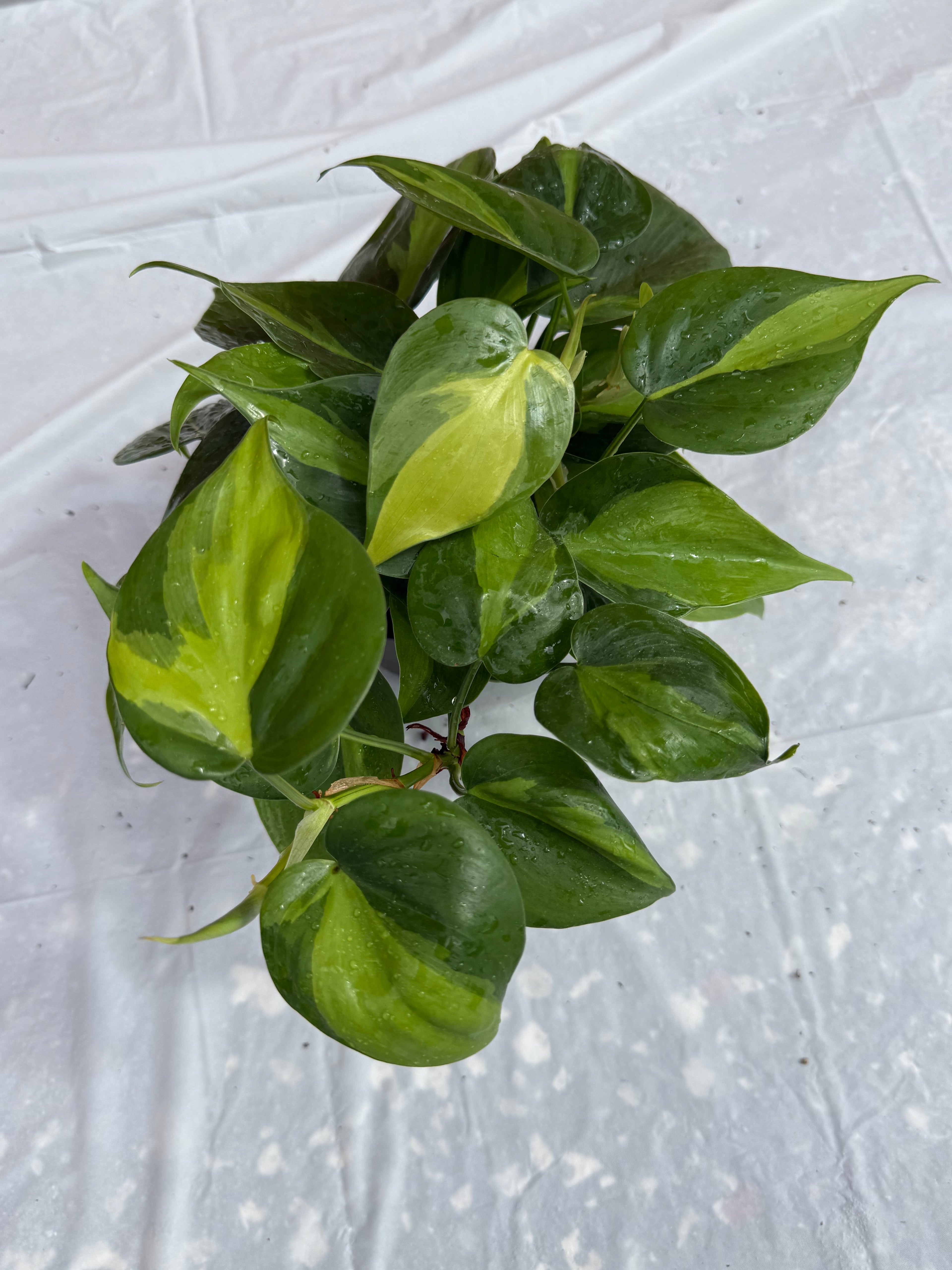 4” Philodendron Brazil