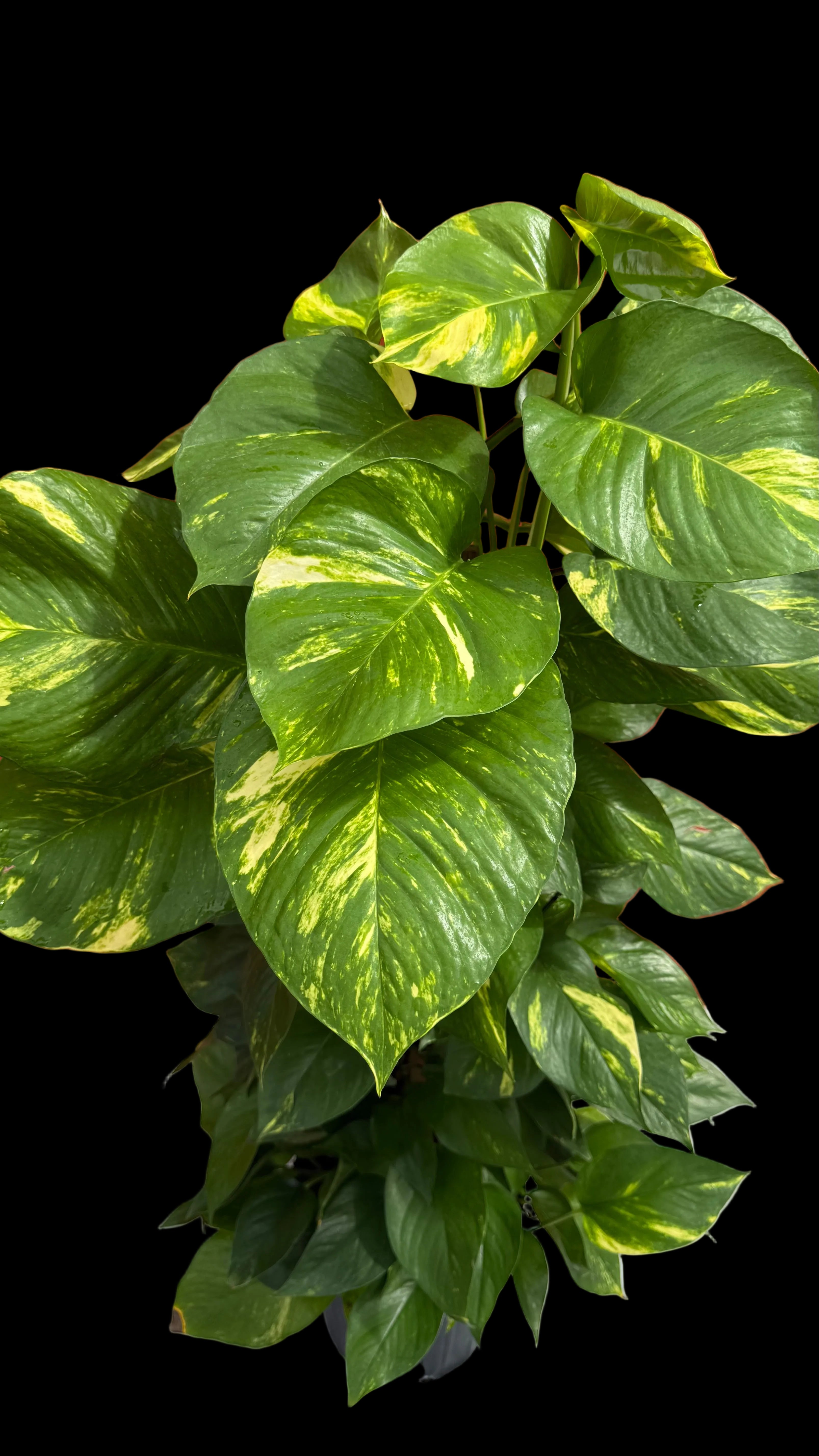 8”Totem pole Golden Pothos