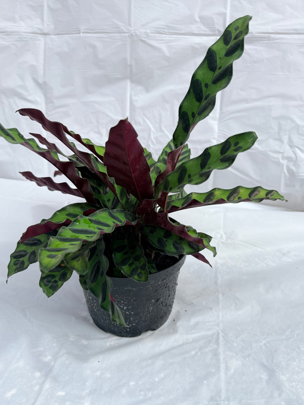 6” Calathea Rattlesnake