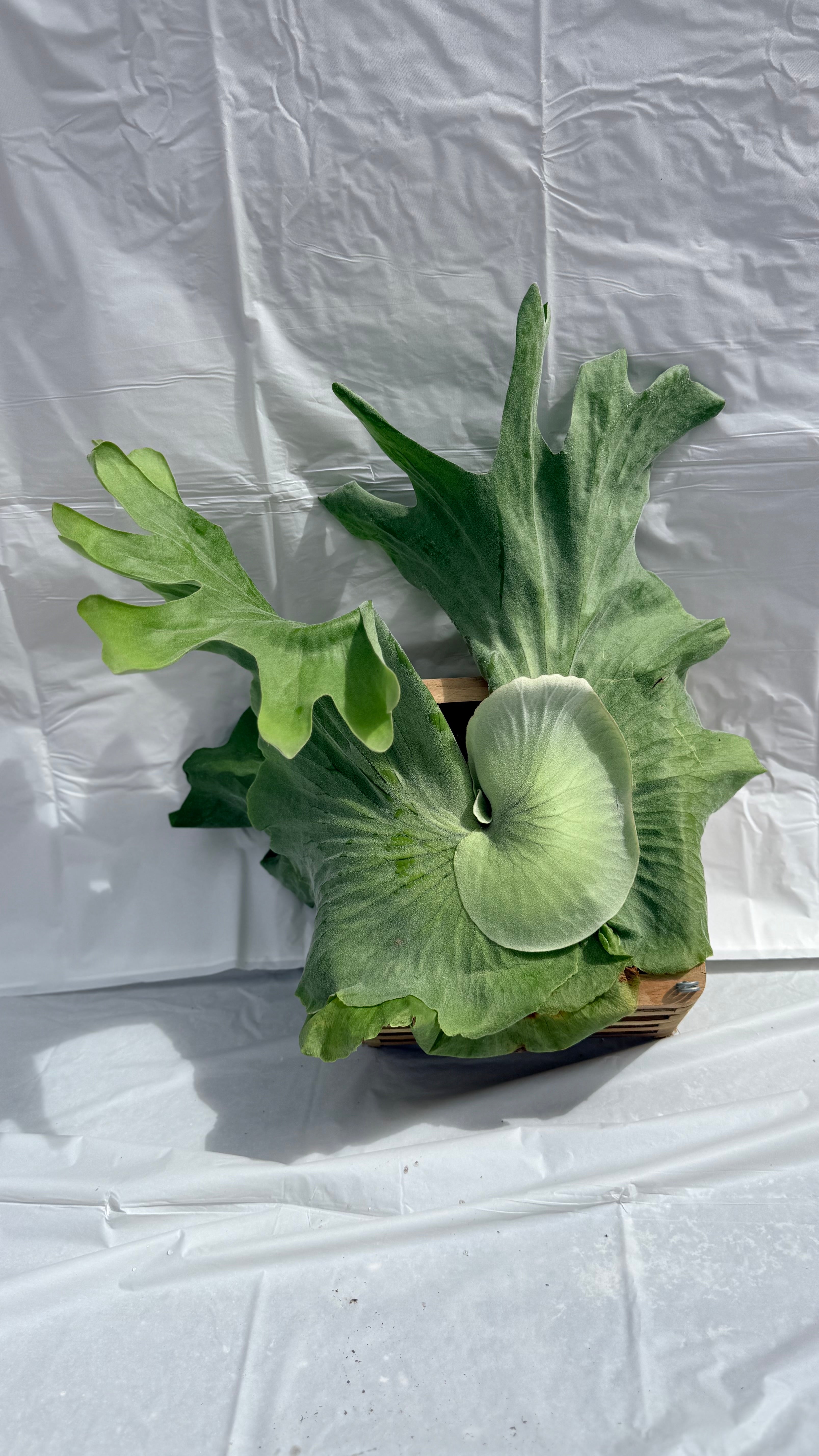 8” Platycerium Staghorn Grande Crate