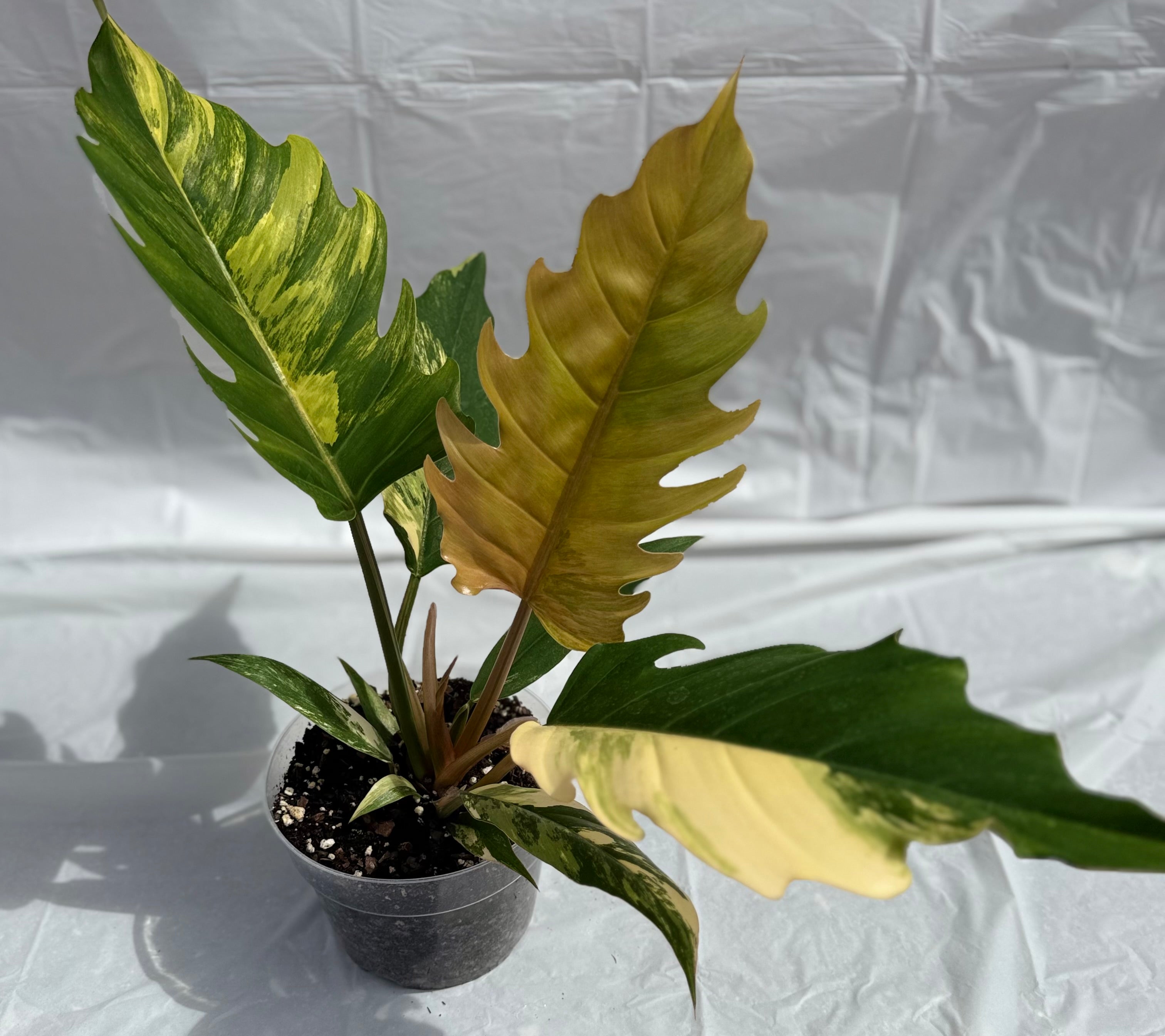6” Philodendron Caramel Pluto Varigated