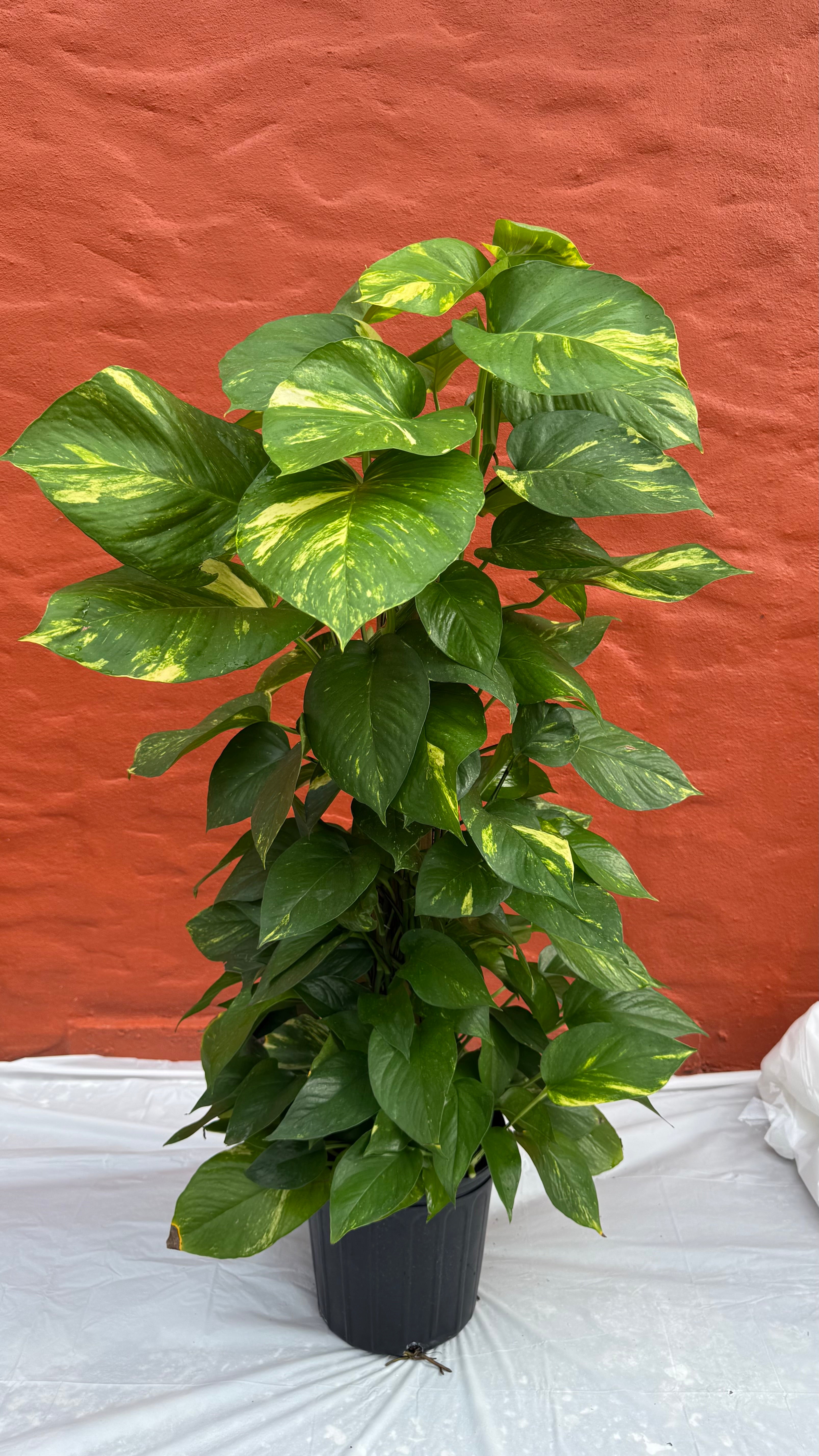 8”Totem pole Golden Pothos