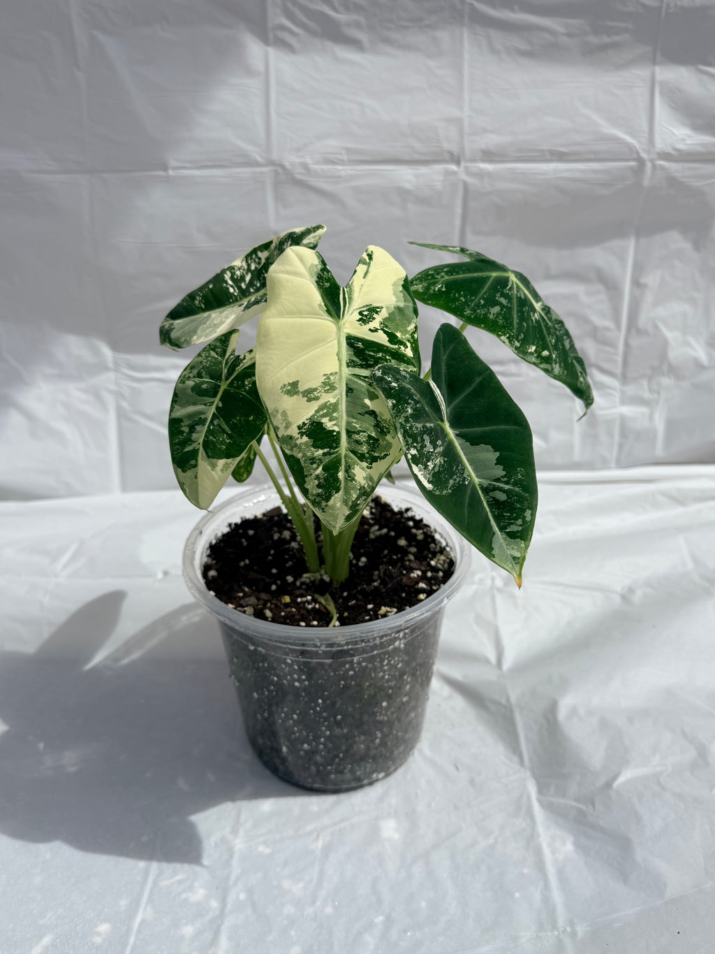6” Alocasia Frydek Varigated