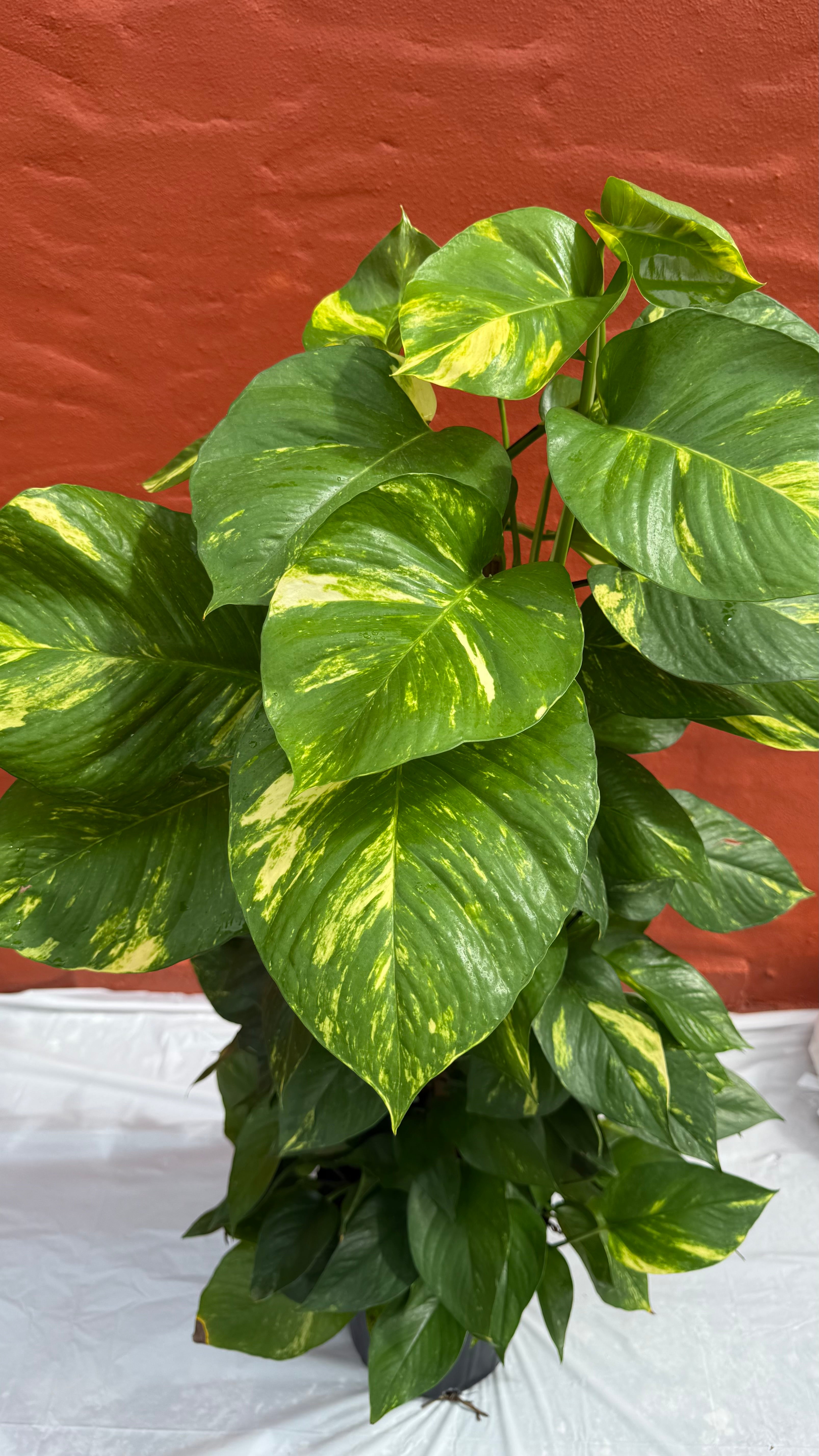 8”Totem pole Golden Pothos