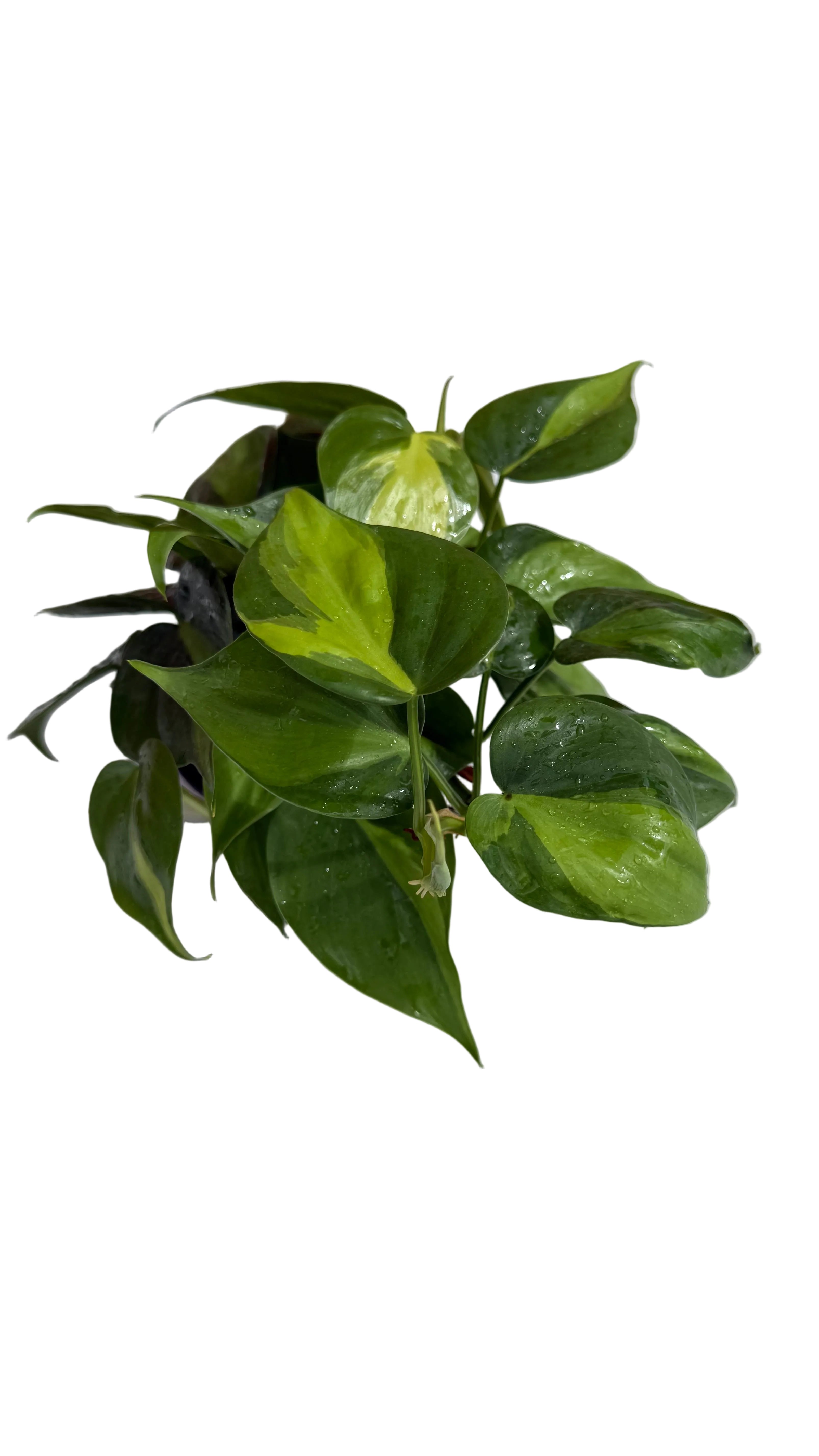 4” Philodendron Brazil