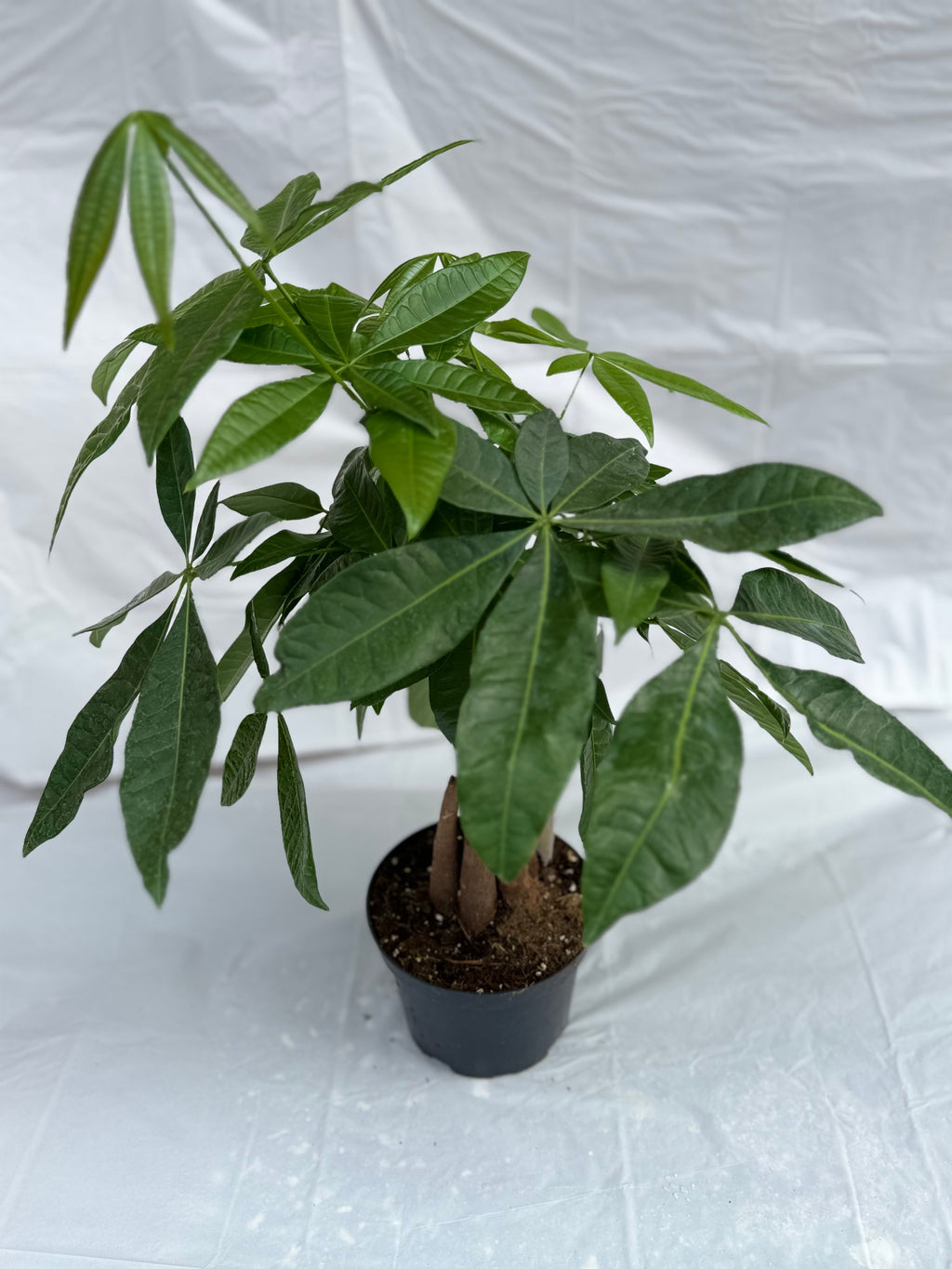6” Chinese Money Tree