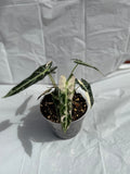 6” Alocasia Bambino Varigated