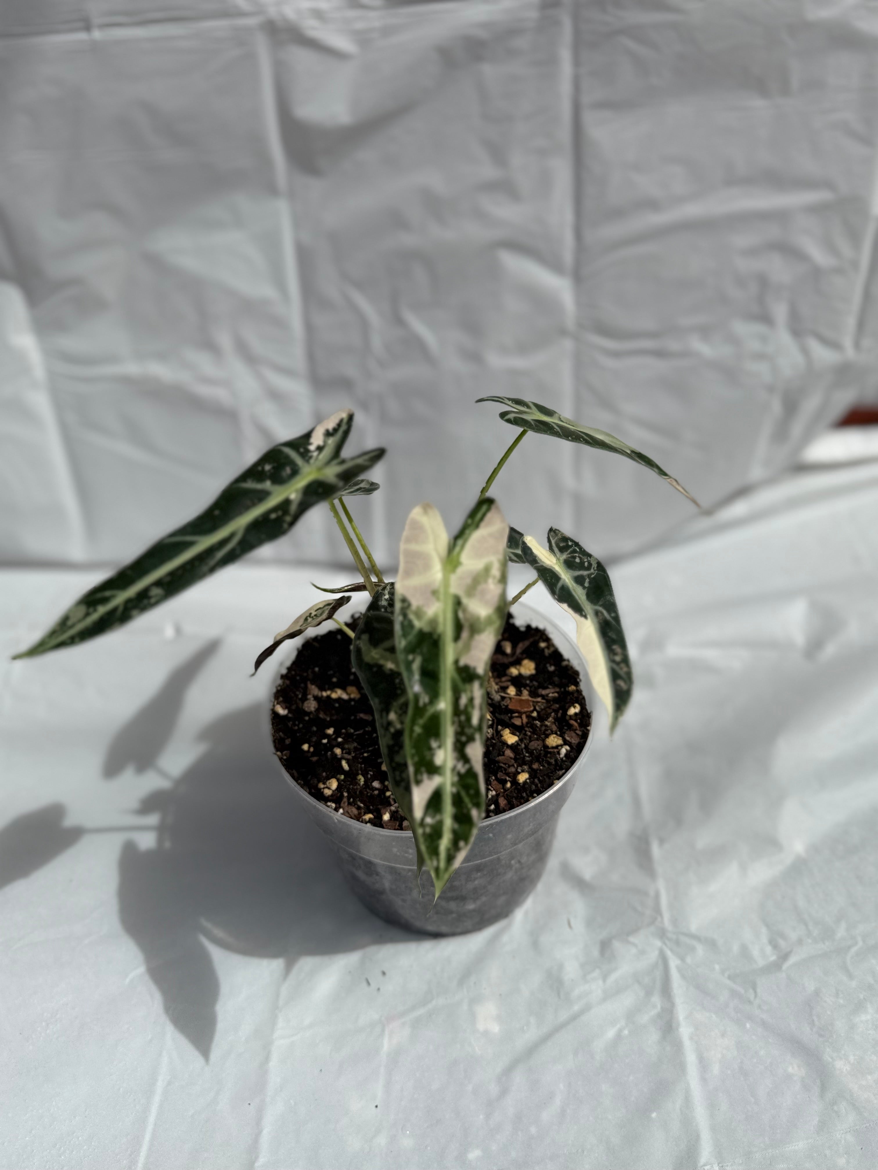 6” Alocasia Bambino Varigated
