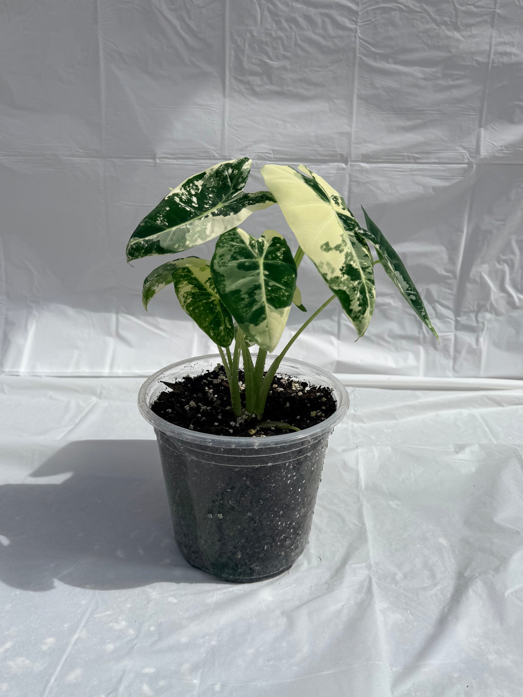6” Alocasia Frydek Varigated