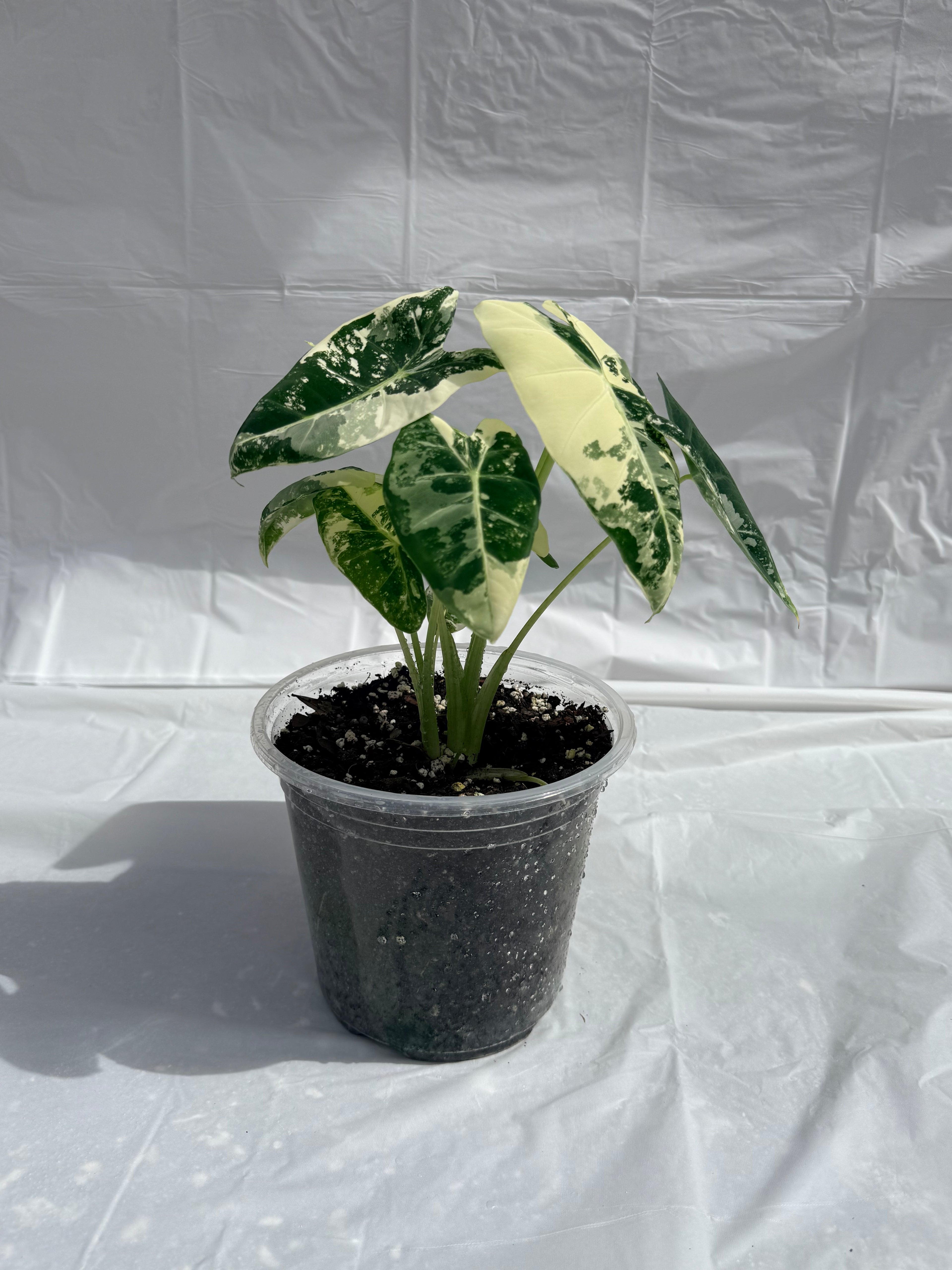 6” Alocasia Frydek Varigated
