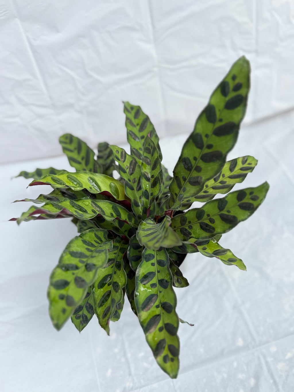 6” Calathea Rattlesnake