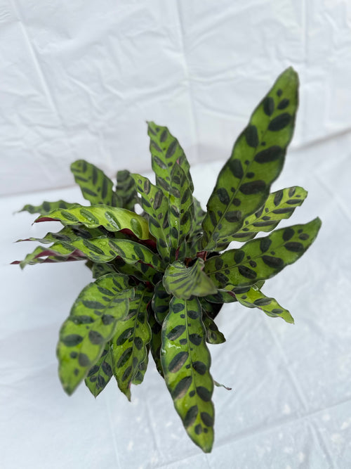 6” Calathea Rattlesnake