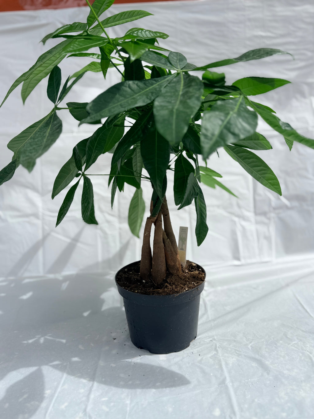6” Chinese Money Tree