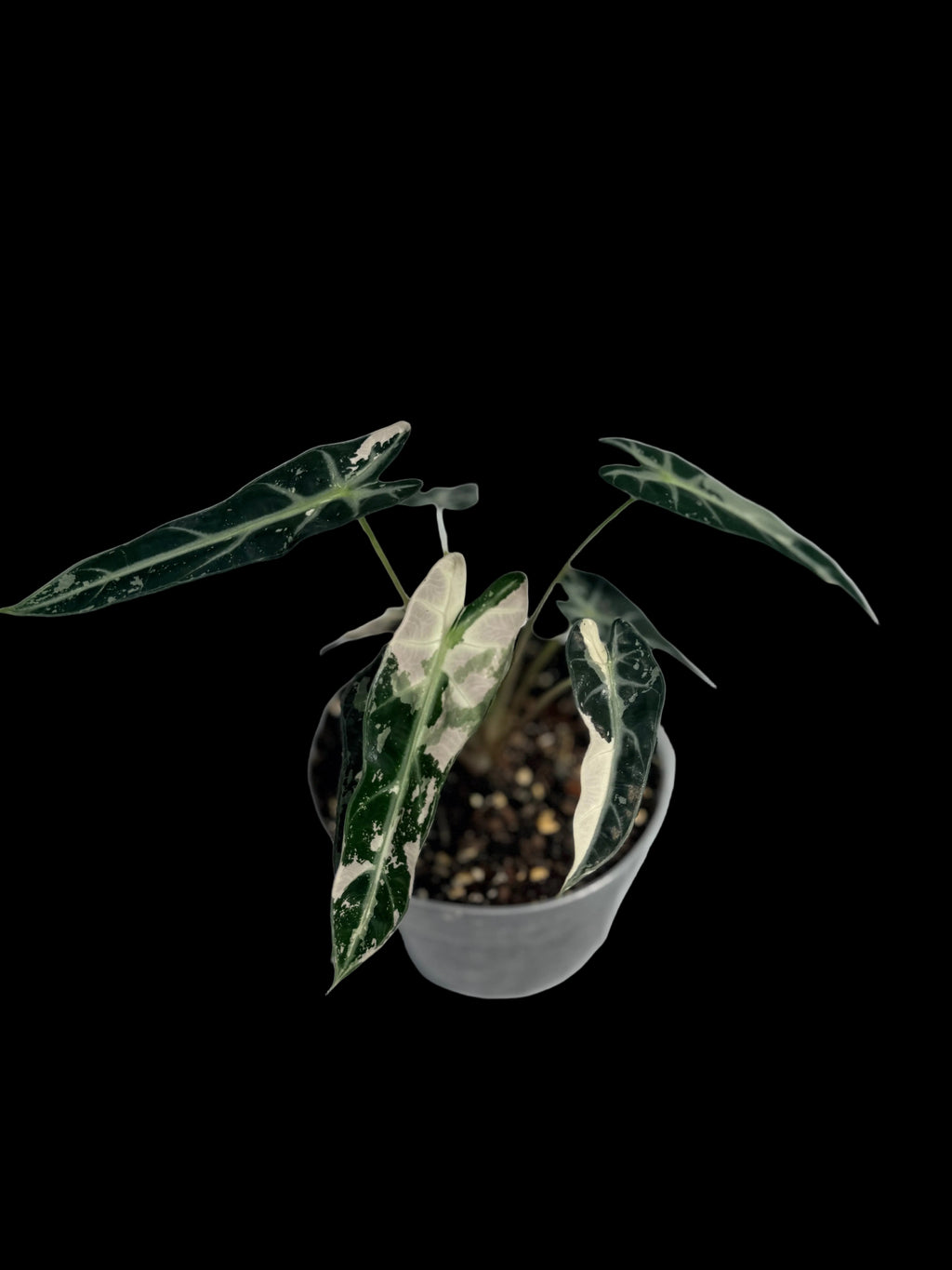 6” Alocasia Bambino Varigated