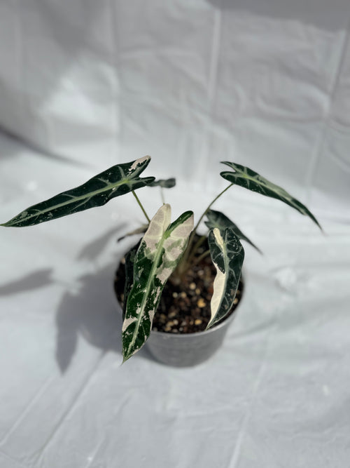 6” Alocasia Bambino Varigated