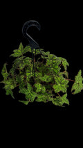 8” Begonia Geometry H/B