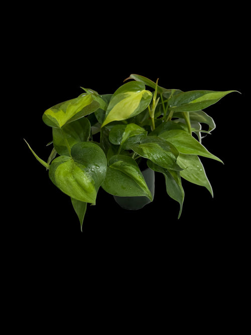 4” Philodendron Brazil