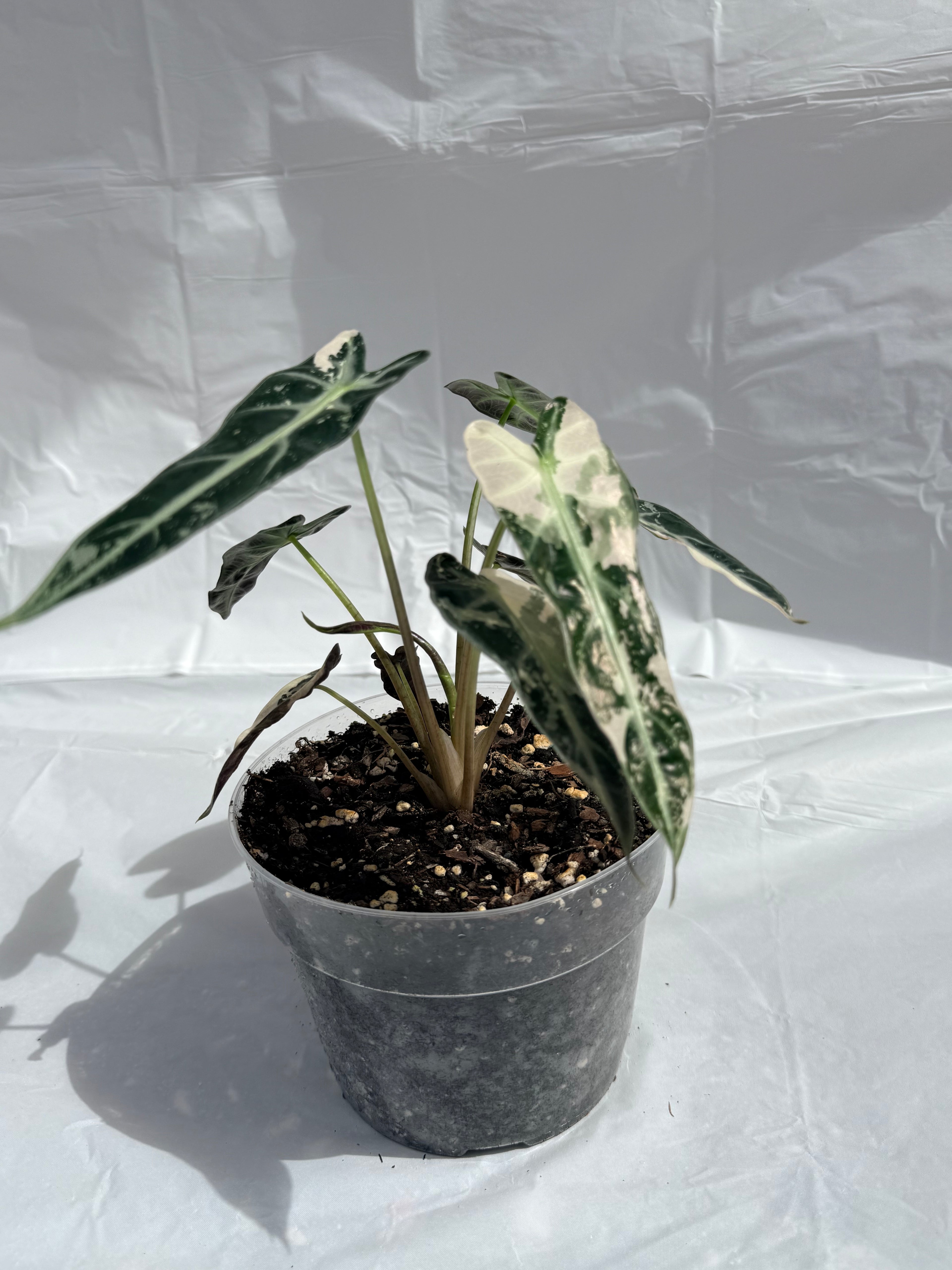6” Alocasia Bambino Varigated