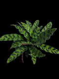 6” Calathea Rattlesnake