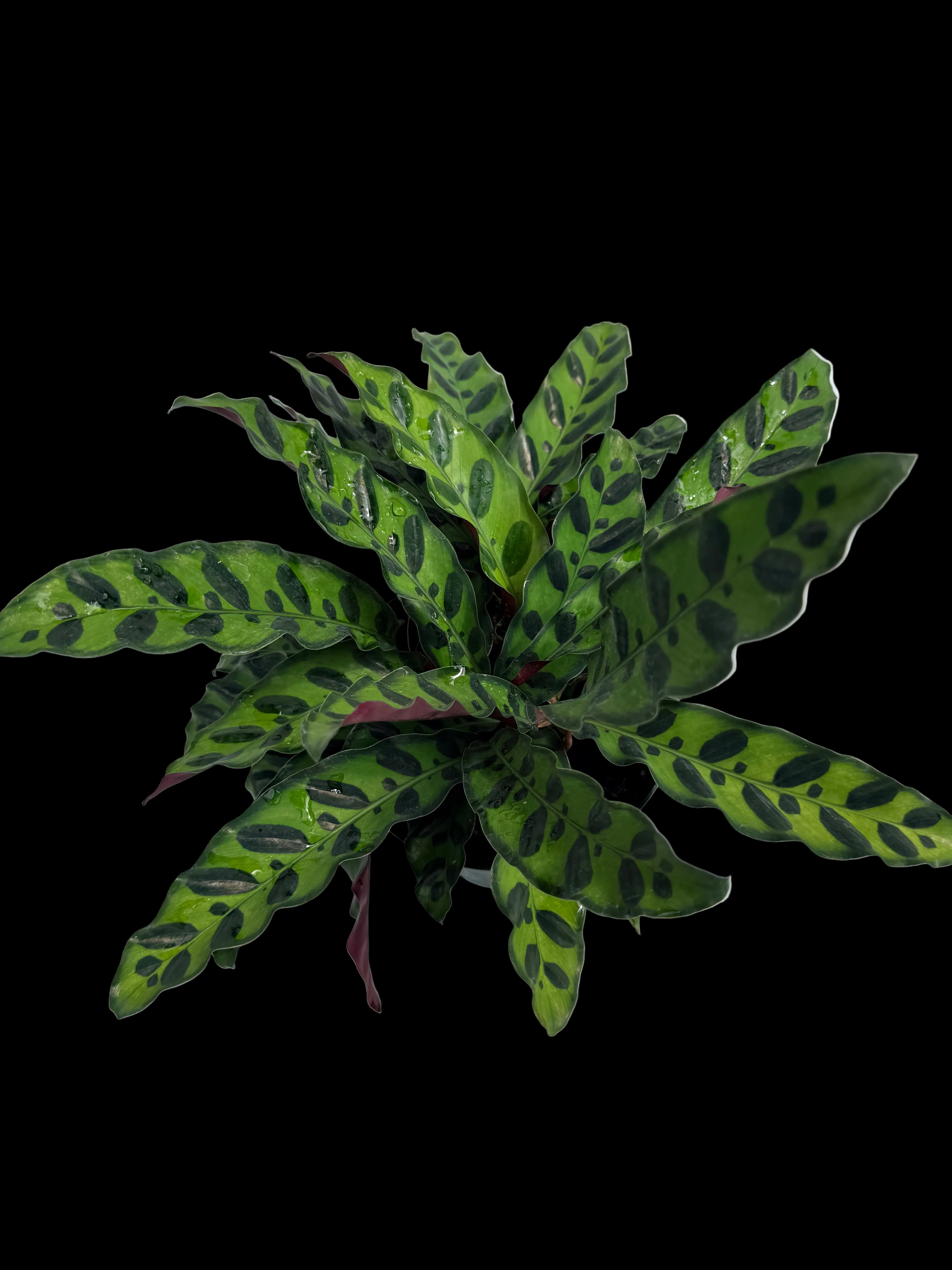6” Calathea Rattlesnake