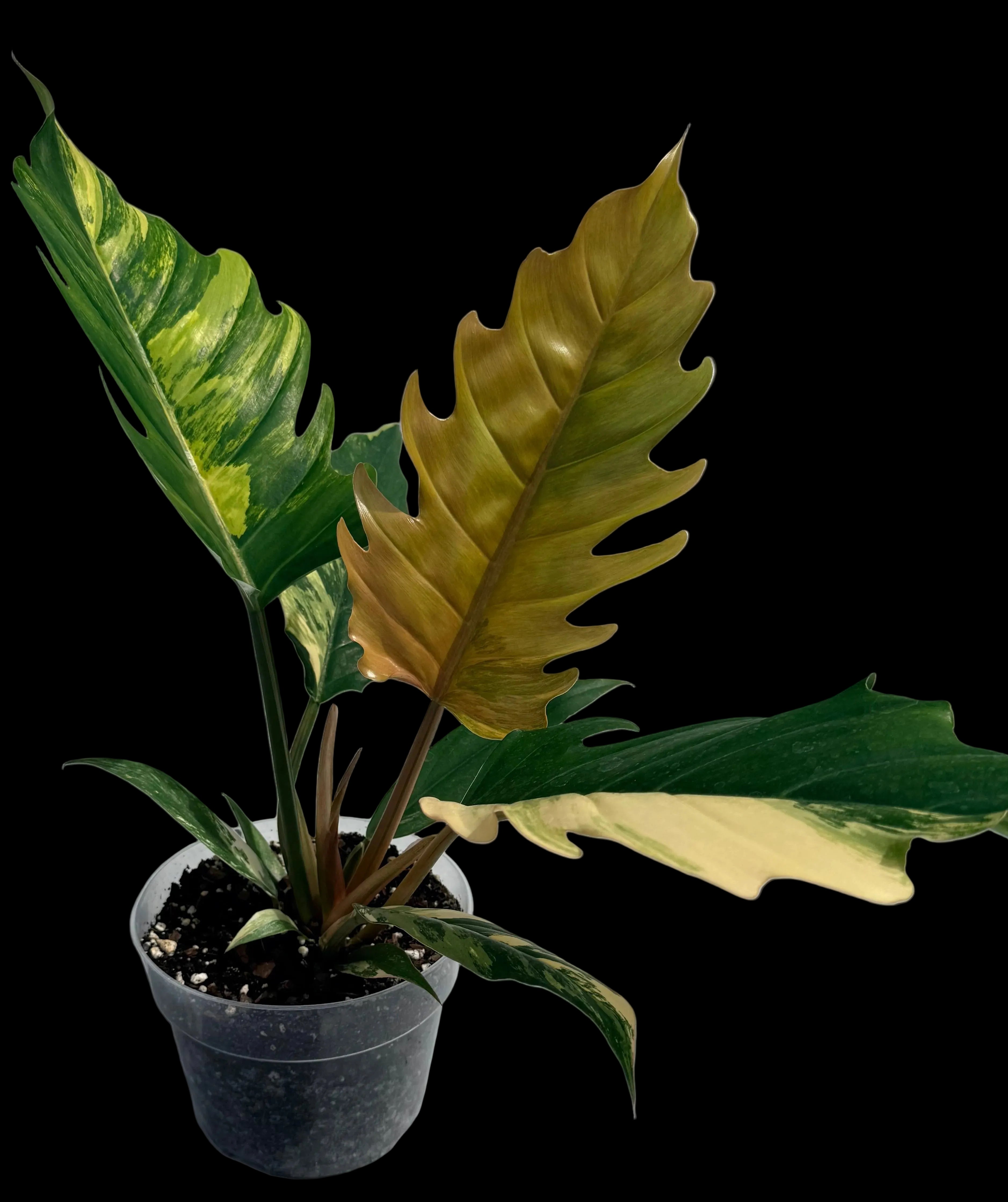6” Philodendron Caramel Pluto Varigated