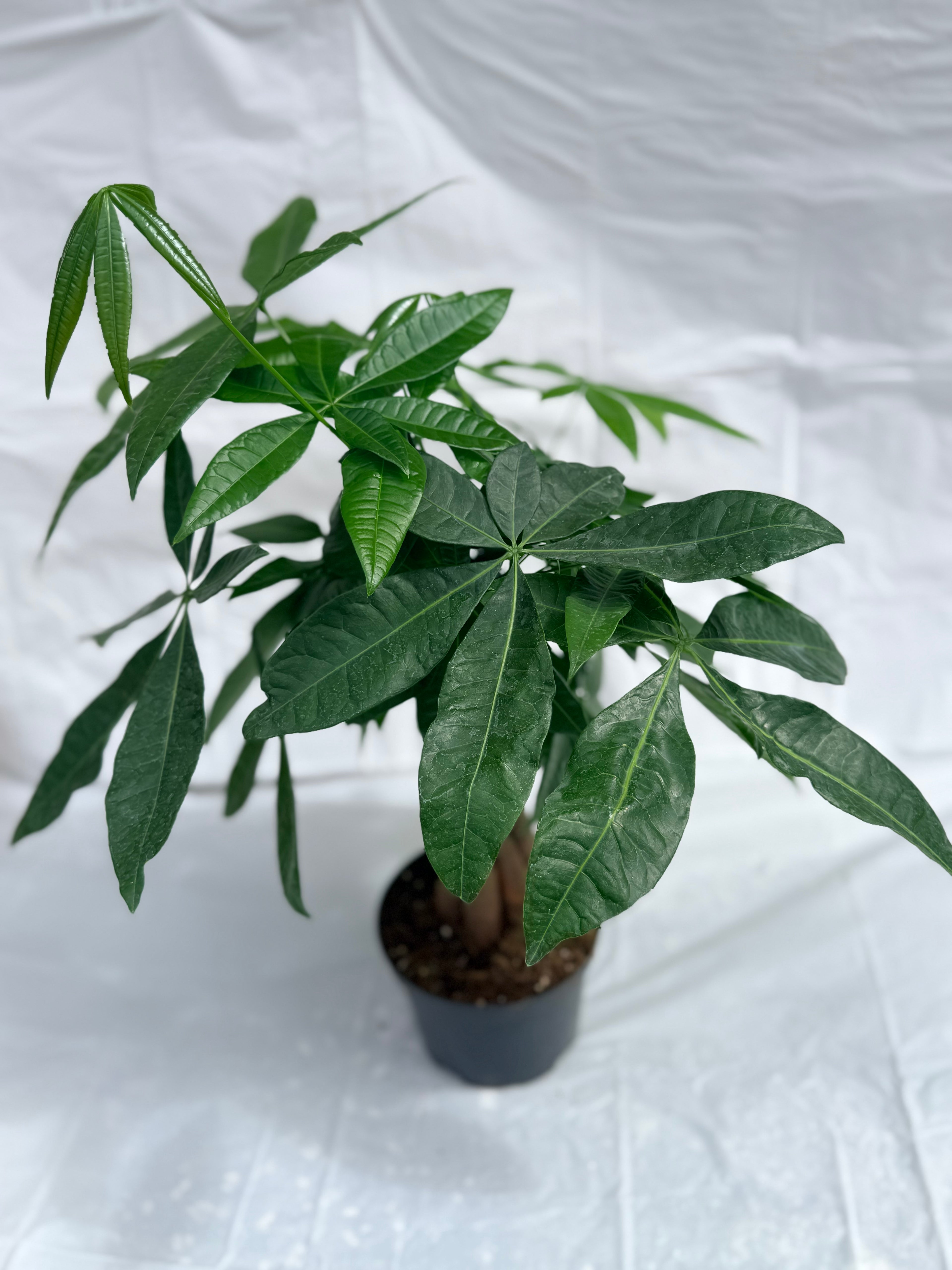 6” Chinese Money Tree