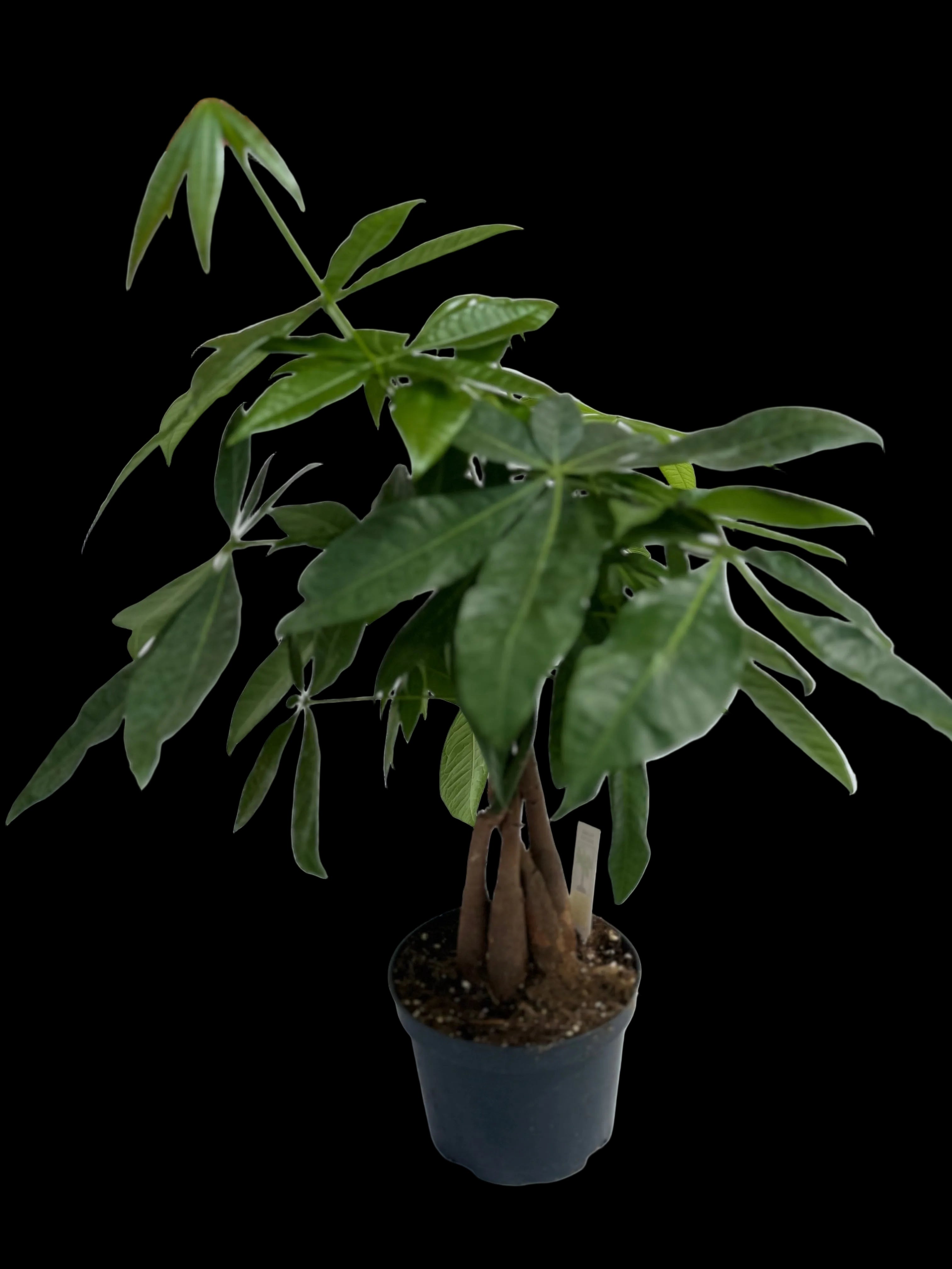 6” Chinese Money Tree