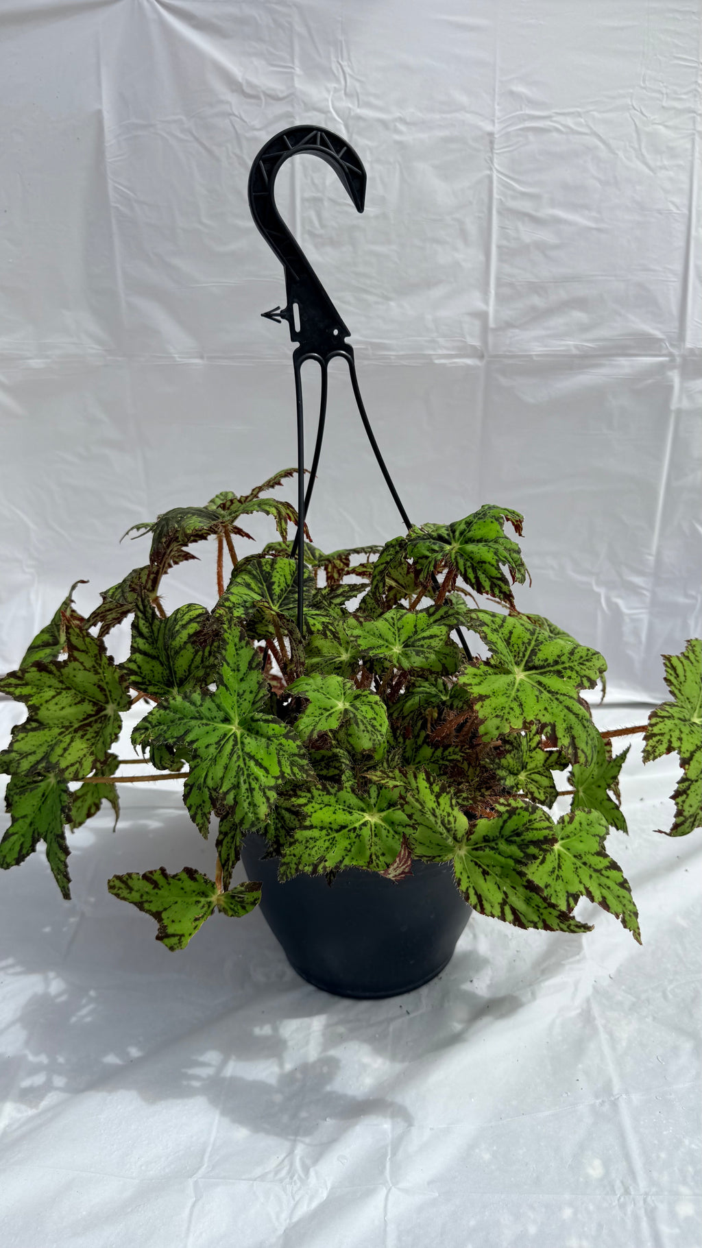 8” Begonia Geometry H/B