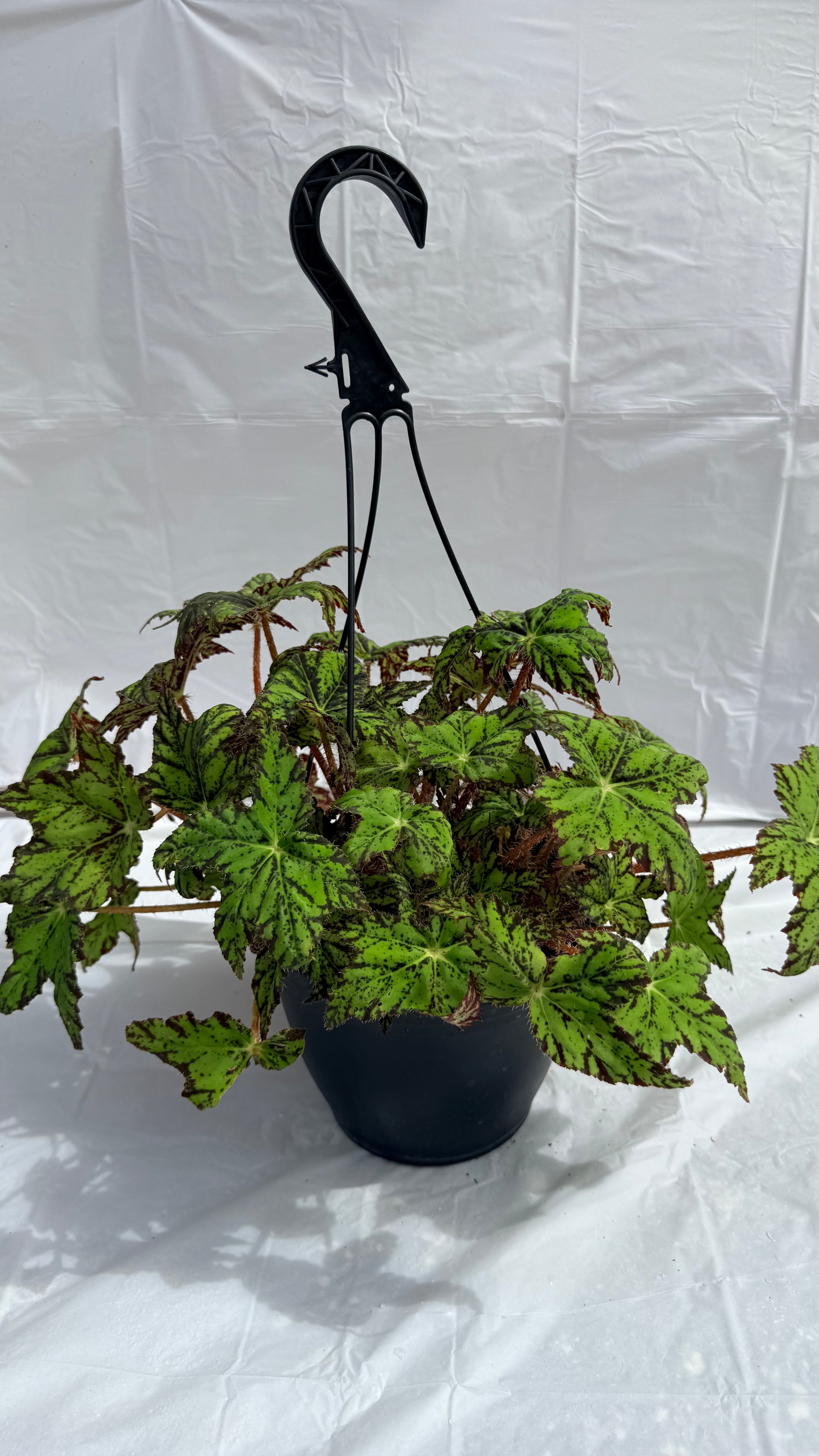 8” Begonia Geometry H/B