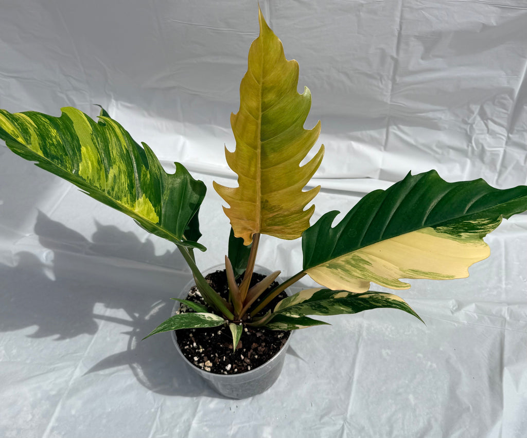 6” Philodendron Caramel Pluto Varigated