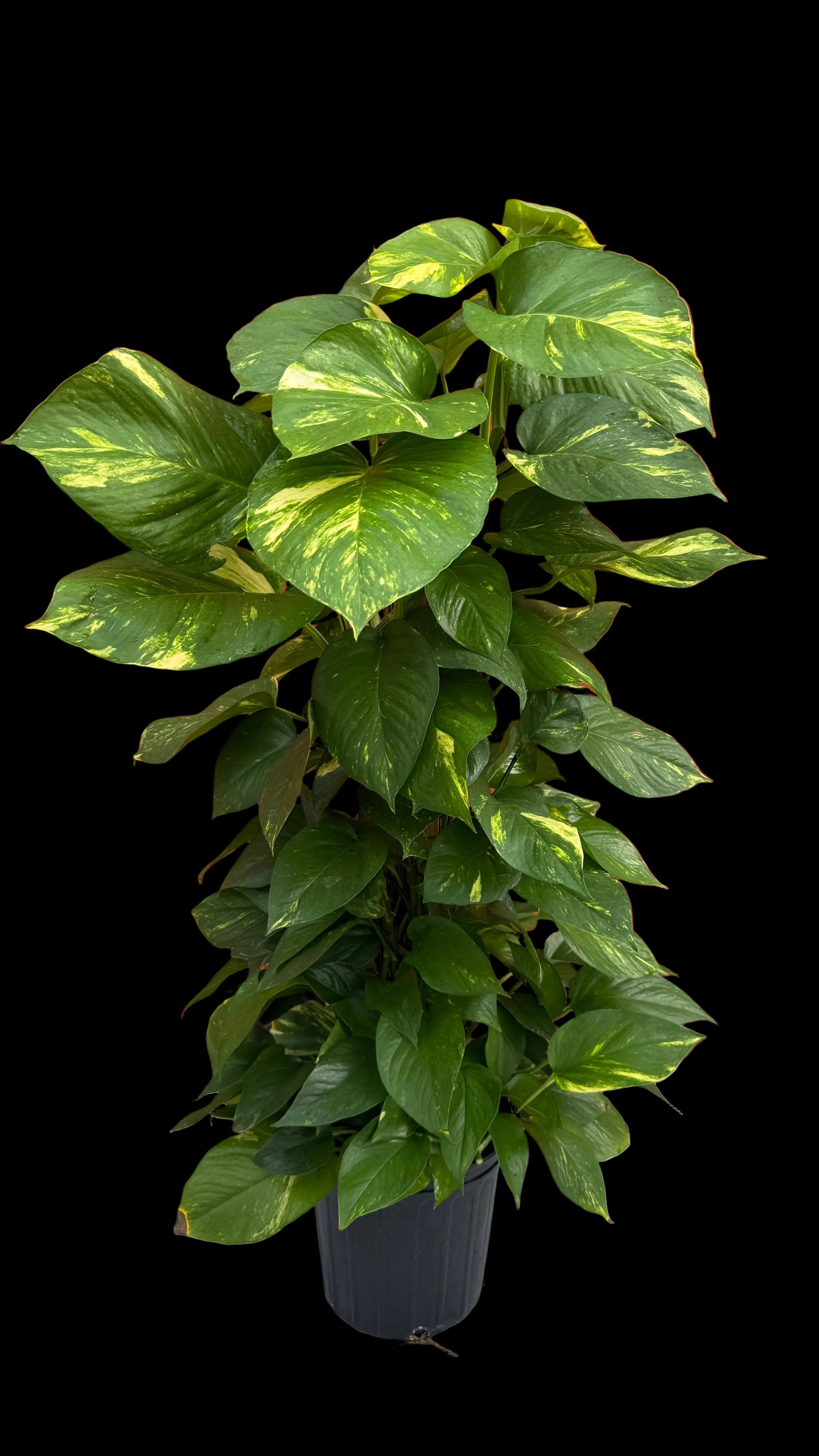 8”Totem pole Golden Pothos