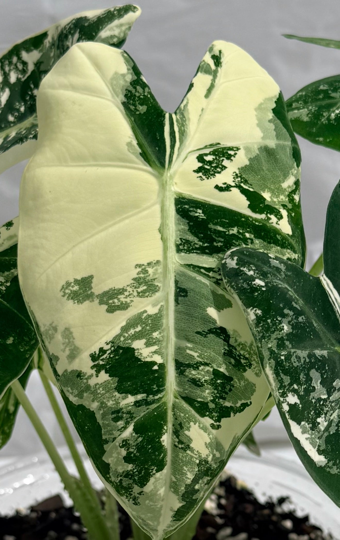 6” Alocasia Frydek Varigated