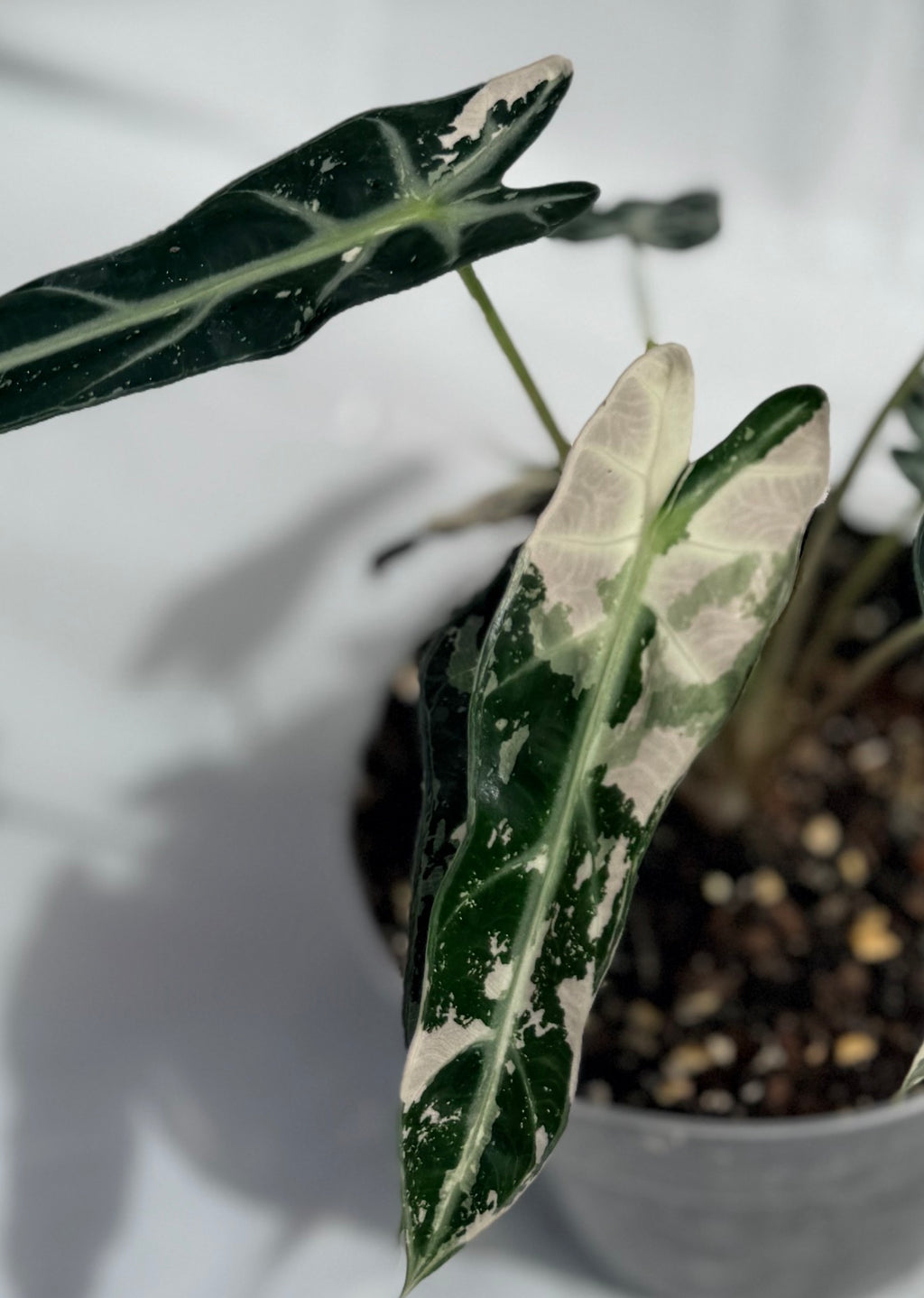 6” Alocasia Bambino Varigated