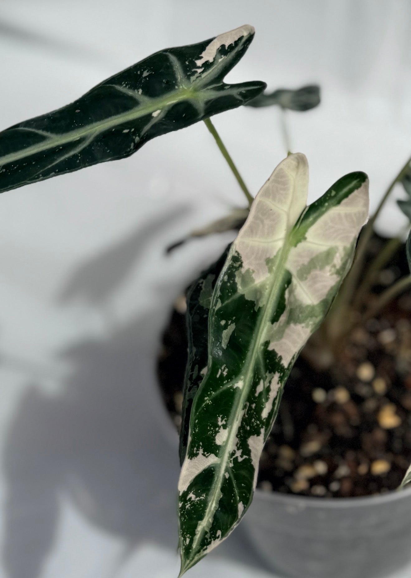 6” Alocasia Bambino Varigated