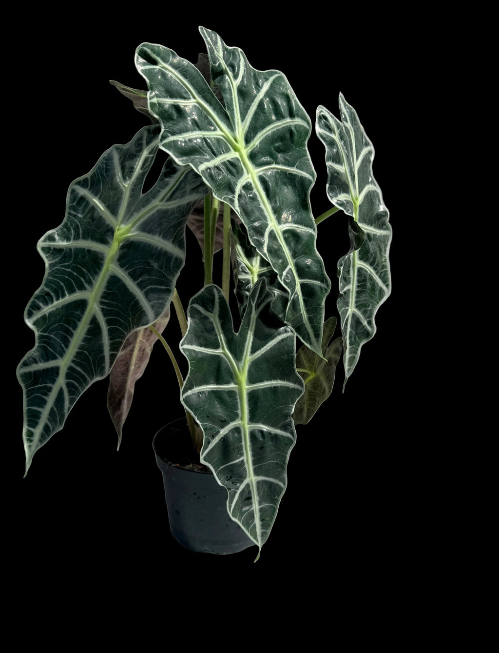 Alocasia Polly 6” pot