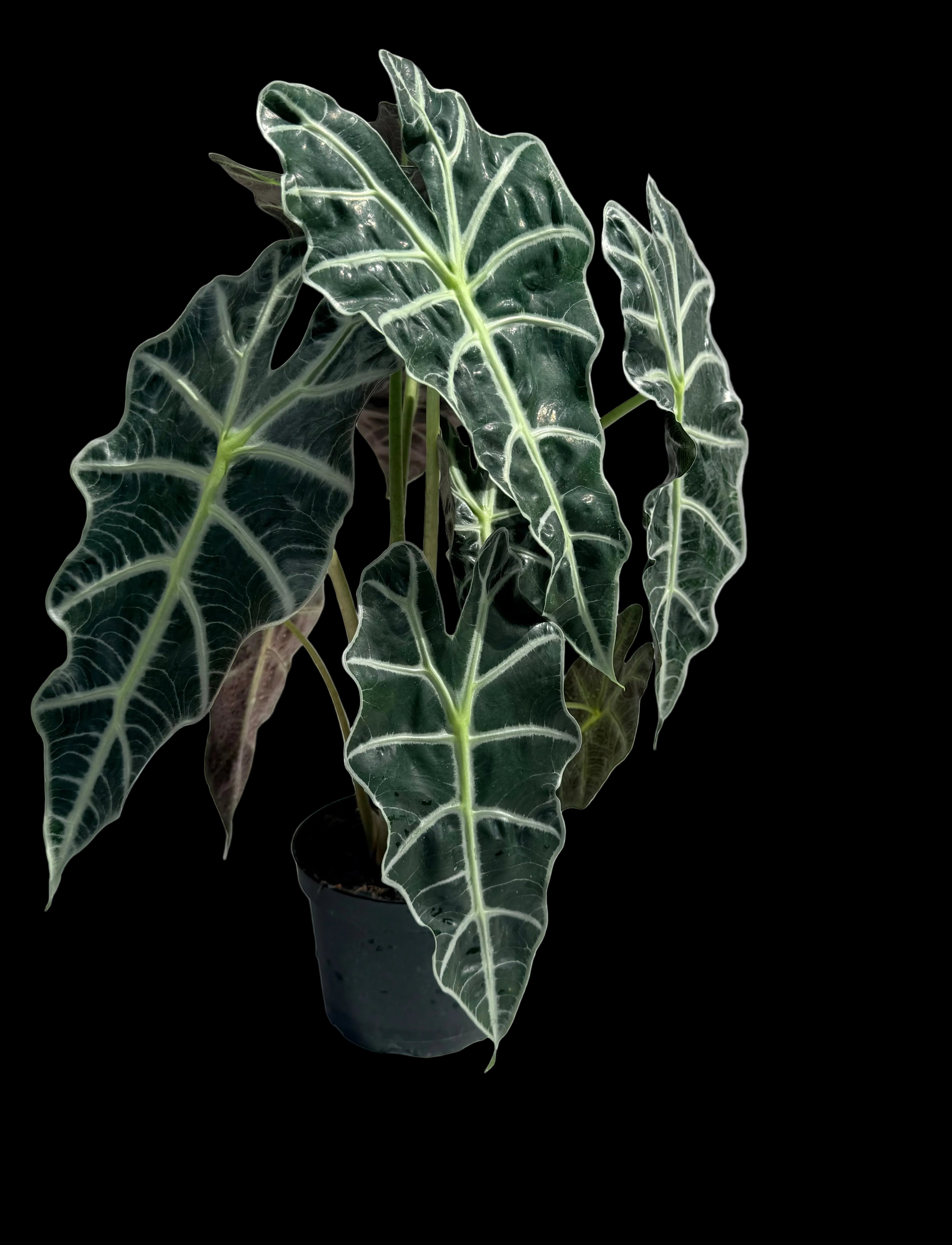 Alocasia Polly 6” pot