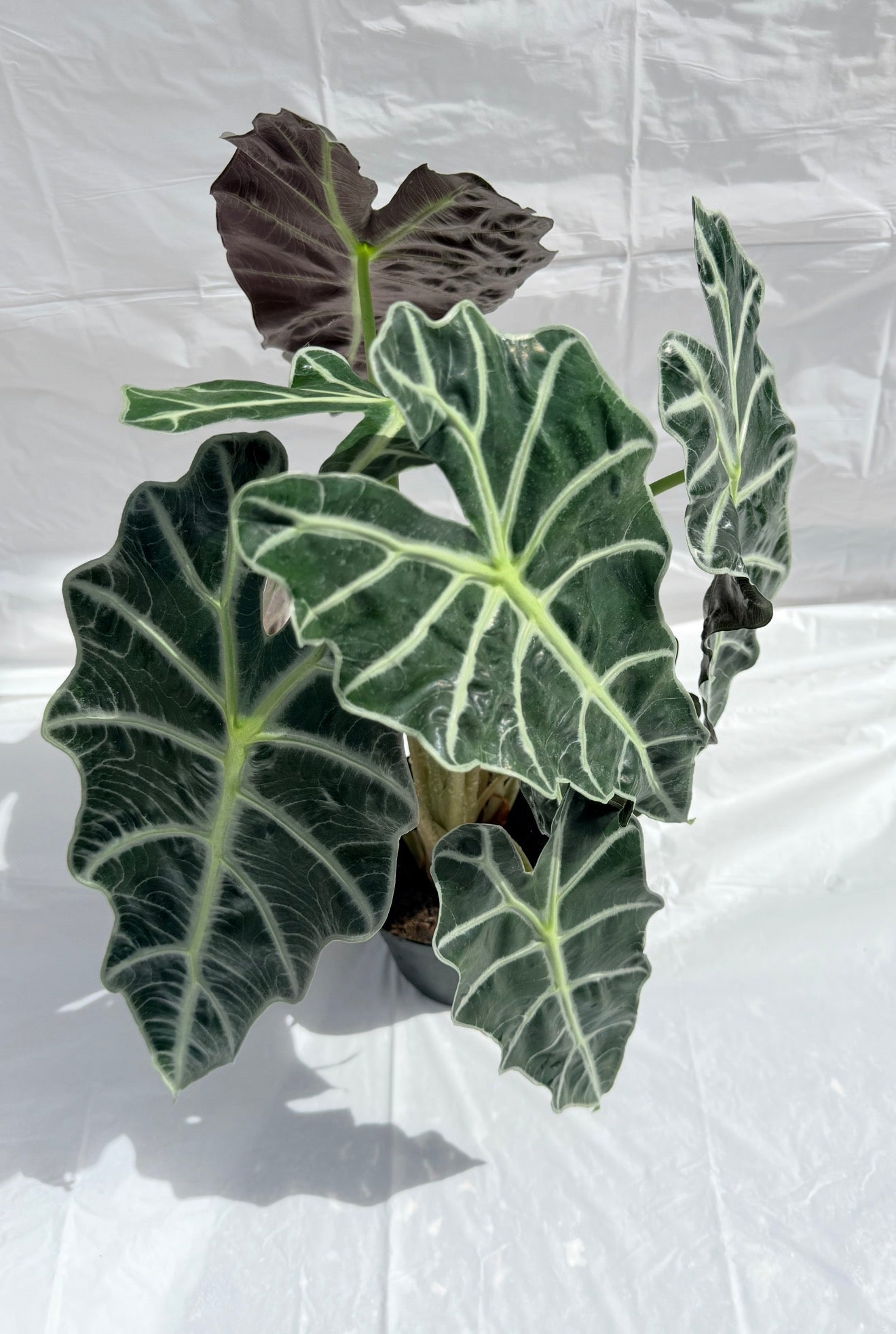 Alocasia Polly 6” pot