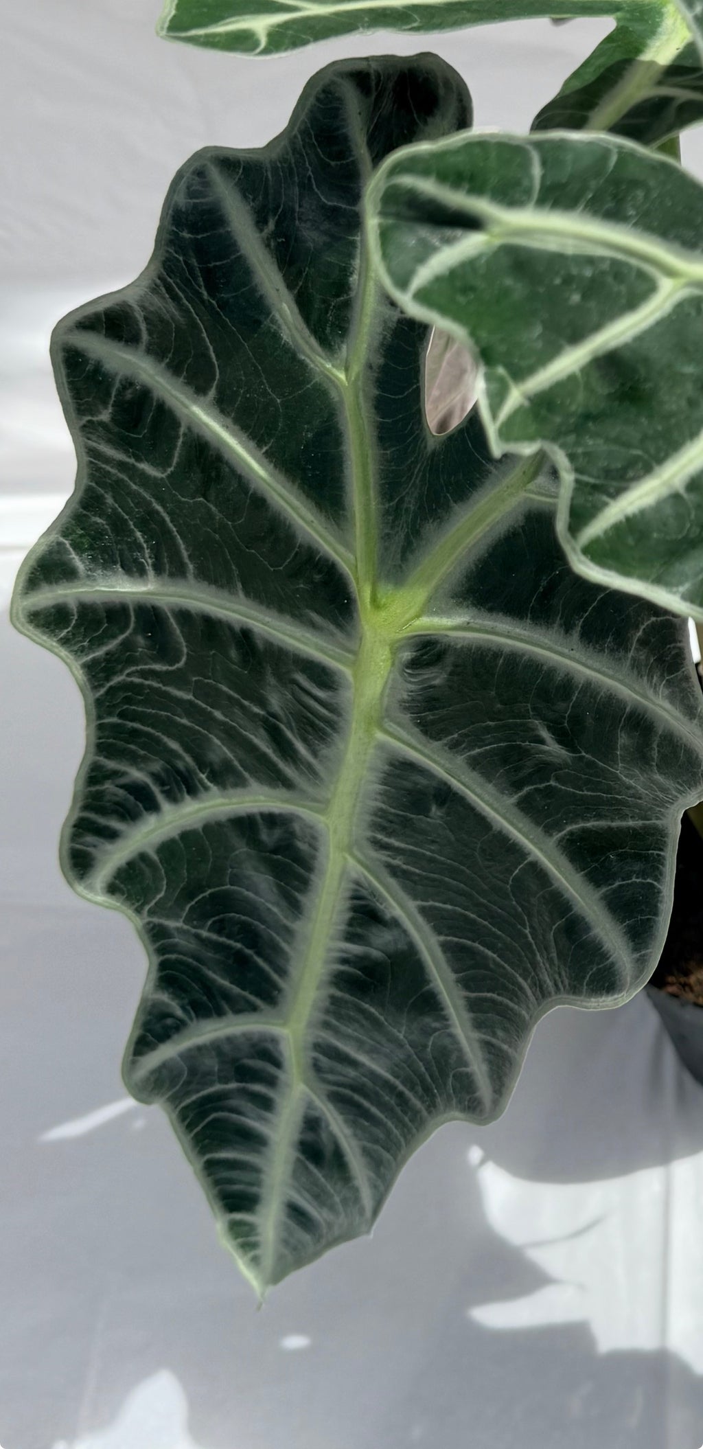 Alocasia Polly 6” pot